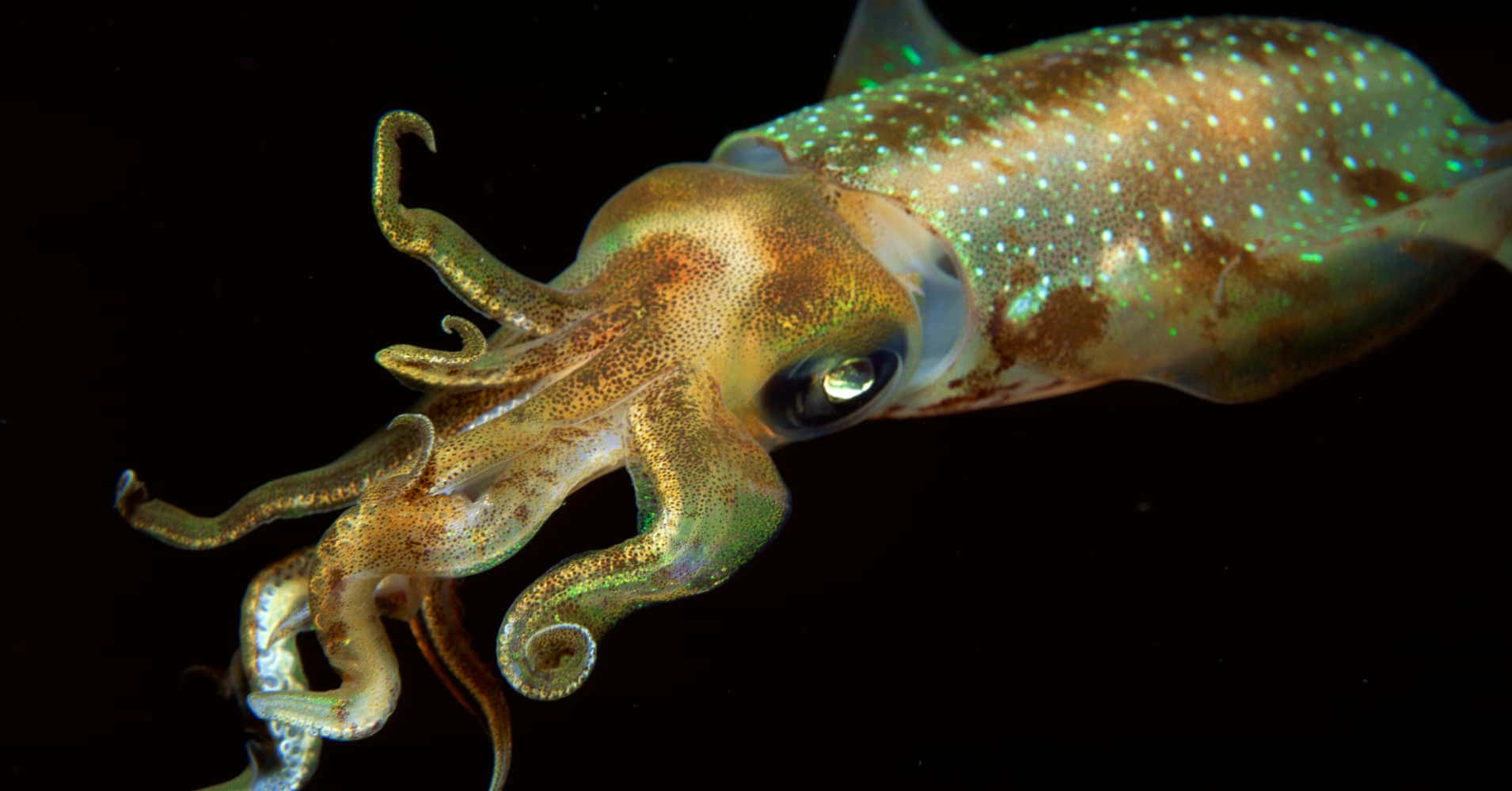 squid 桌布 壁紙 — 一隻帶有虹彩綠色斑點的發光魷魚，在漆黑的海洋背景下優雅地游動。