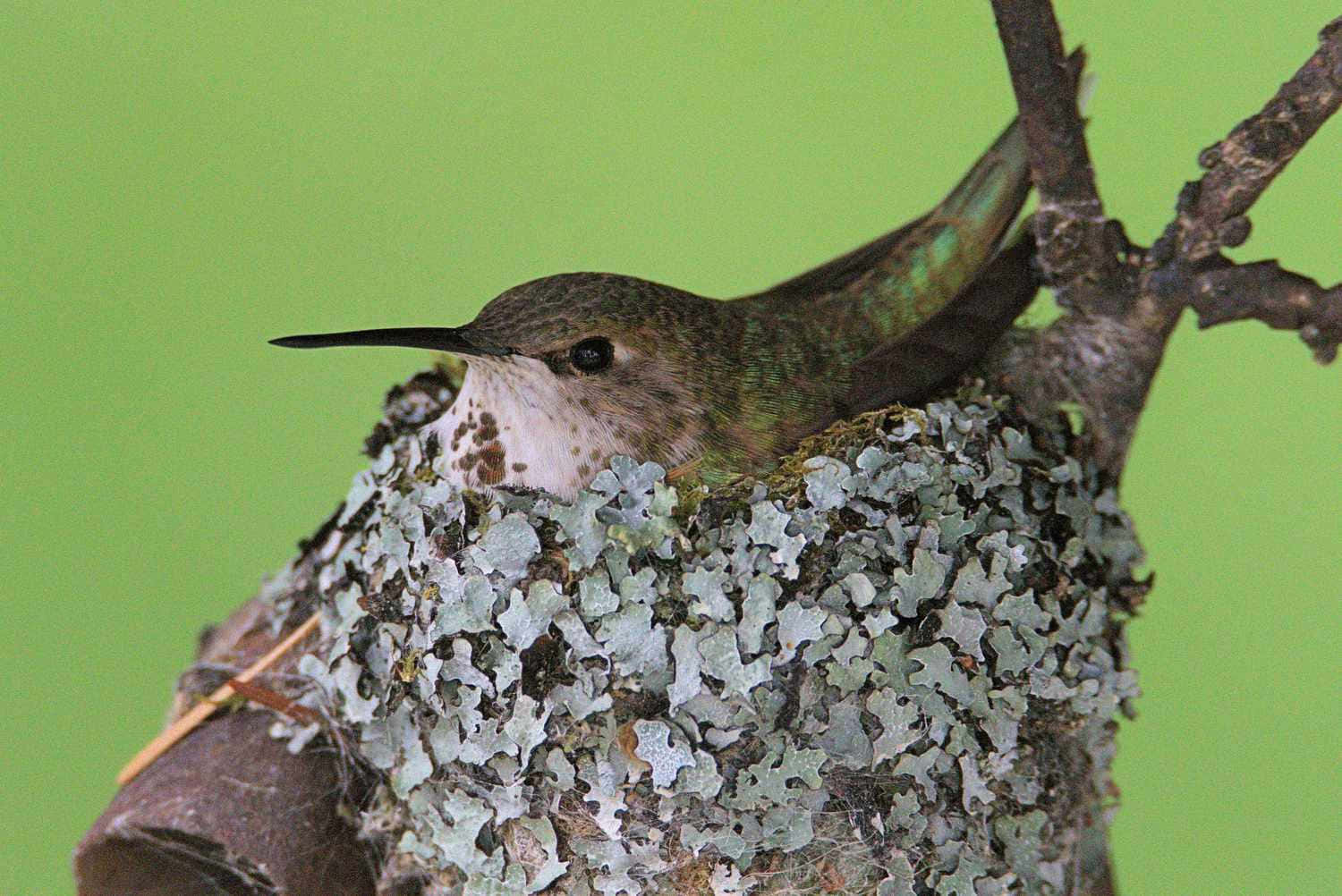Hummingbird Nest 桌布 壁紙 — 一隻帶有虹彩綠色羽毛的蜂鳥在樹枝上一個長滿苔蘚和地衣的巢中休息，背景是柔和的綠色。