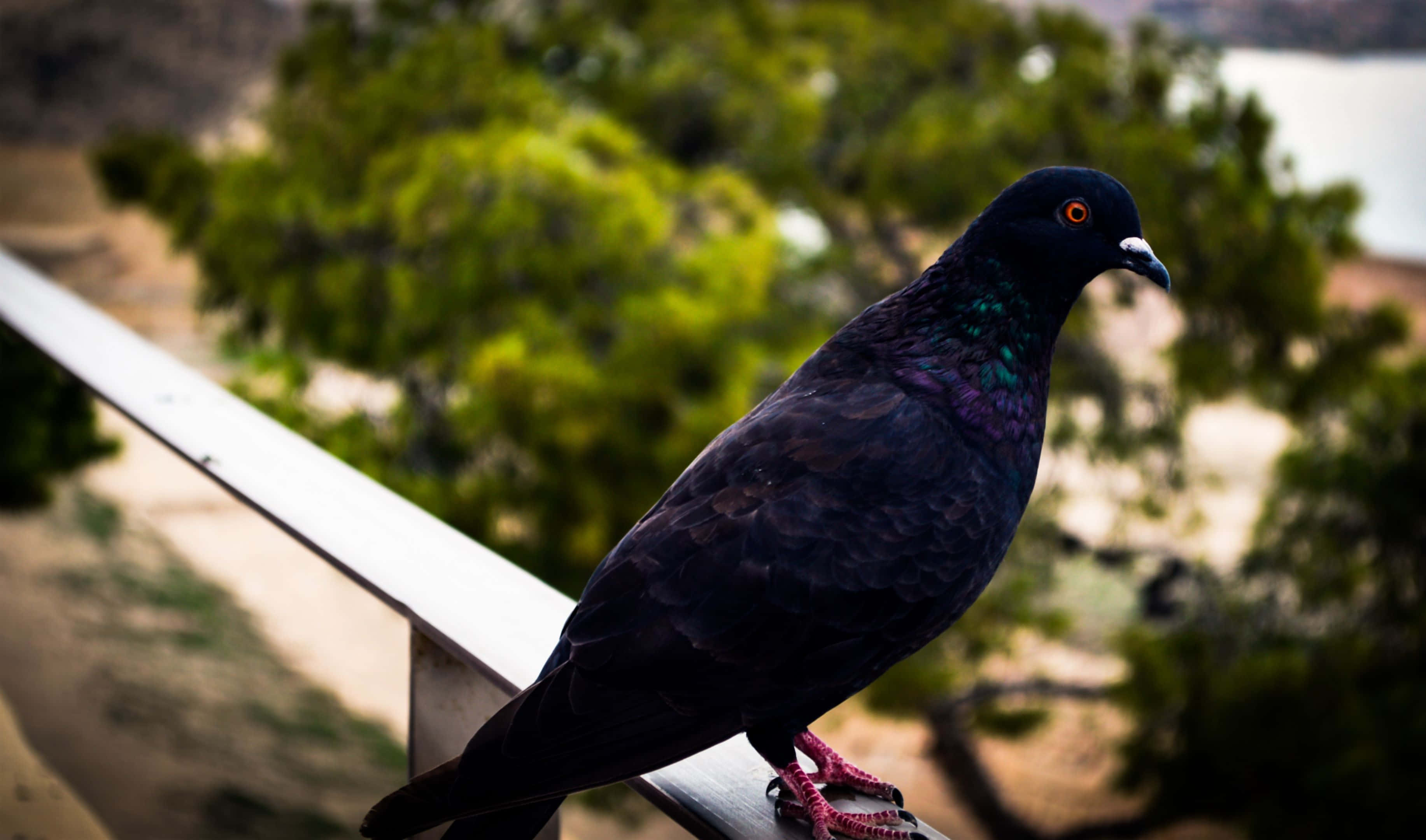 pigeon 桌布 壁紙 — 一隻帶有虹彩羽毛的光澤黑鴿棲息在白色欄杆上，俯瞰著綠樹和遠處的水域。