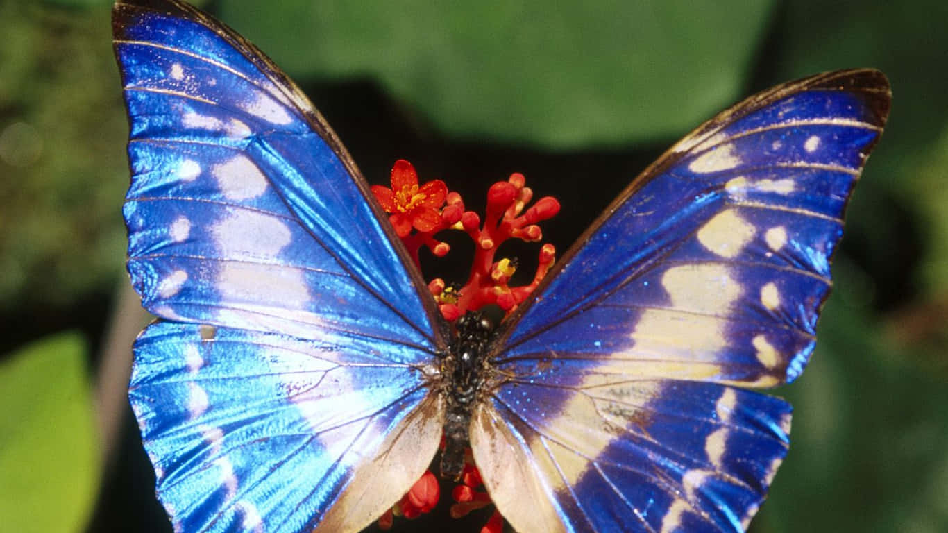 Emerging Butterfly 桌布 壁紙 — 一隻帶有虹彩翅膀的鮮豔藍色閃蝶，輕柔地停在一簇鮮紅色的花朵上，背景是柔和的綠色。