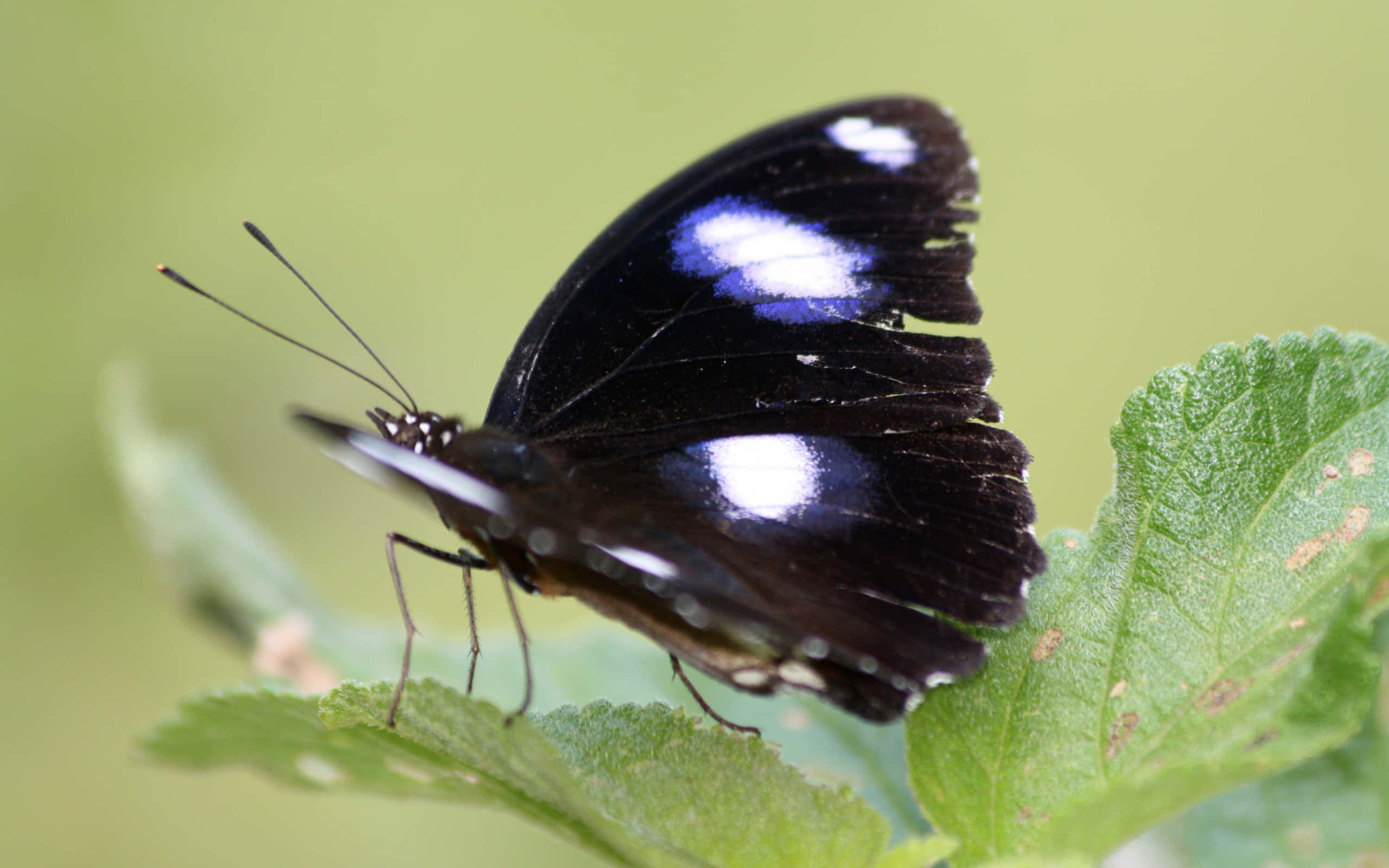 Butterfly Zoo 桌布 壁紙 — 一隻帶有虹彩藍色斑點的黑色蝴蝶，輕輕停在一片鮮綠色的葉子上，背景柔和模糊。