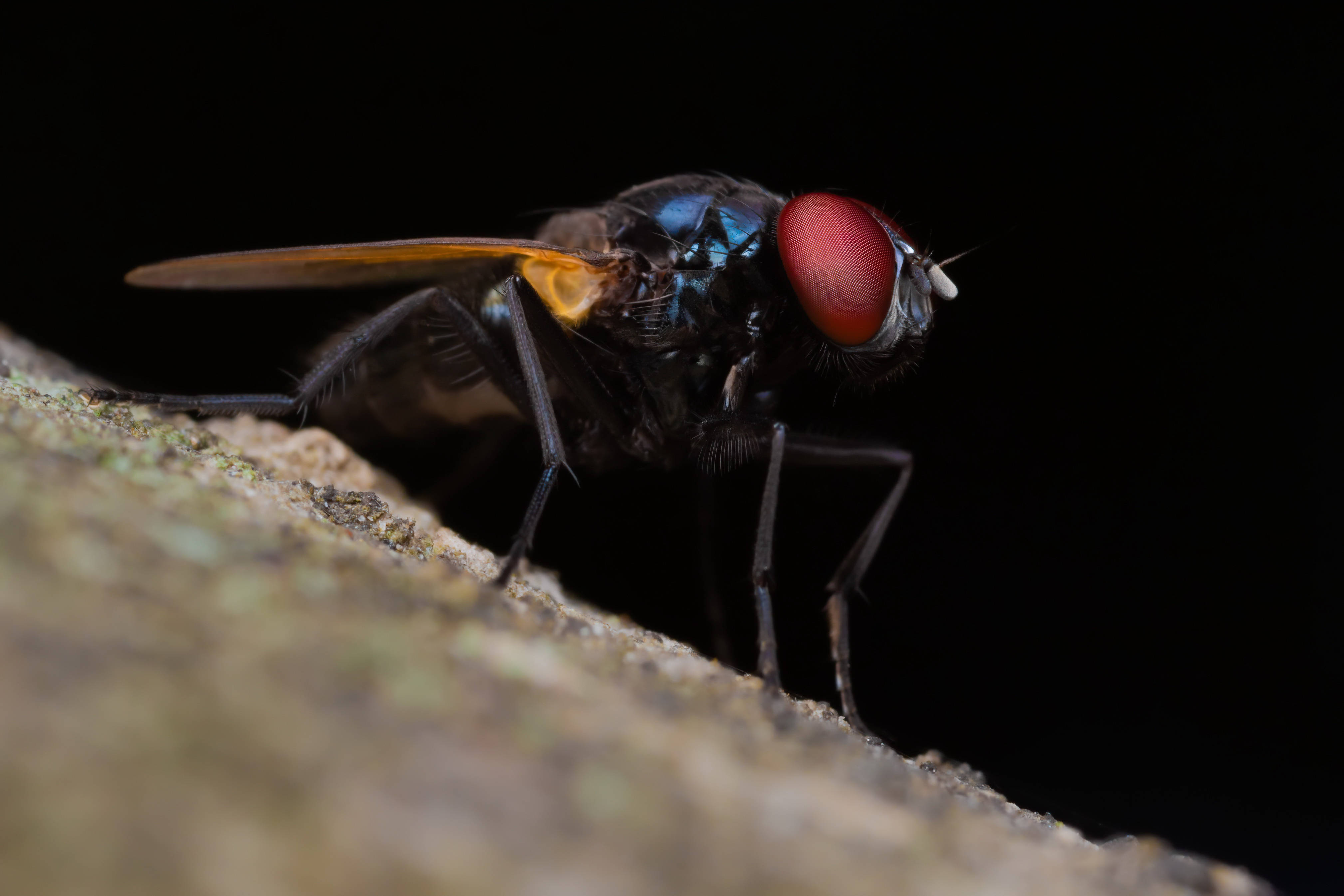 fly 桌布 壁紙 — 一隻帶有虹彩藍色身體和鮮紅色眼睛的蒼蠅，棲息在粗糙樹皮上，背景為黑色的微距照片。