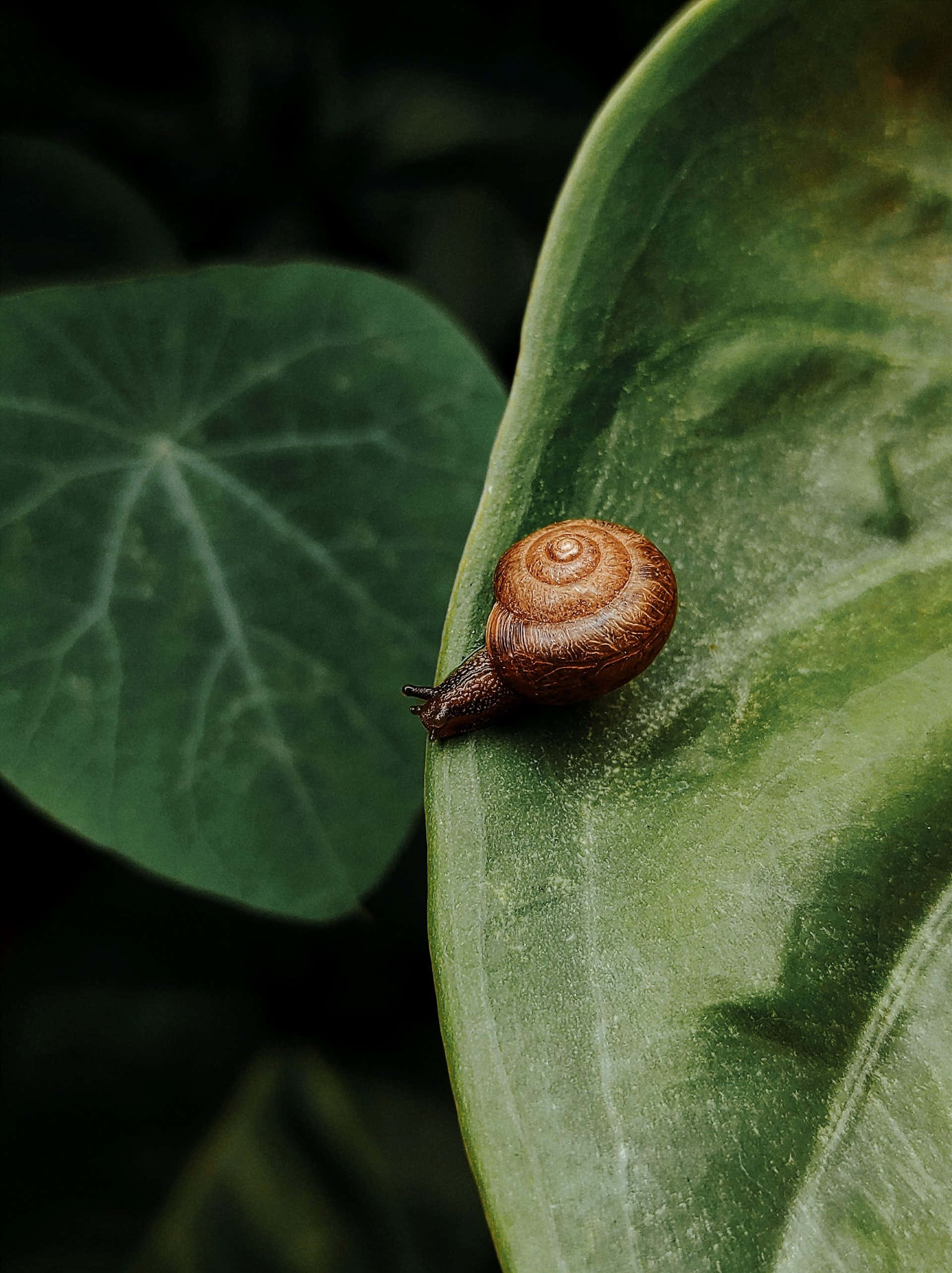 Snail 桌布 壁紙 — 一隻帶有螺旋殼的小棕色蝸牛沿著一片大的光澤綠葉邊緣緩慢爬行。