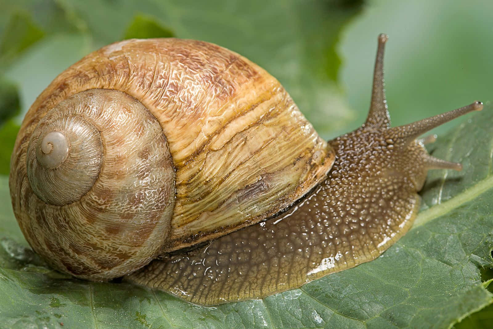 Snail 桌布 壁紙 — 一隻帶有螺旋殼的棕色蝸牛在沾滿露水的綠葉上緩慢爬行的特寫。