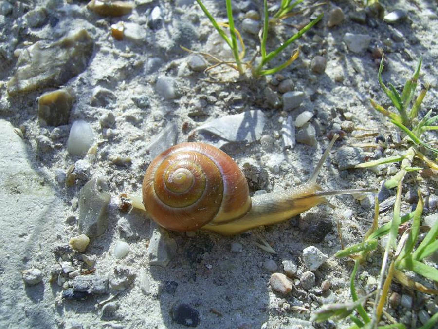 Snail 桌布 壁紙 — 一隻帶有螺旋殼的棕色蝸牛在陽光下爬行在碎石和稀疏草地上的特寫。