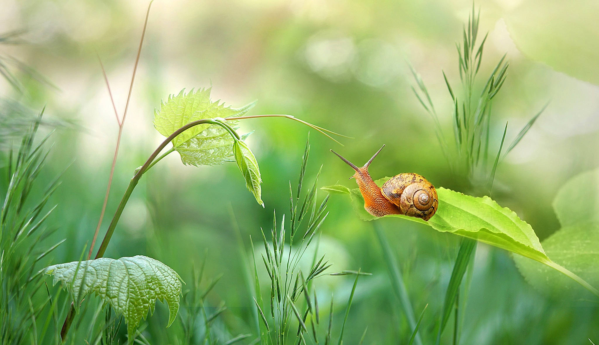 Snail 桌布 壁紙 — 一隻帶有螺旋殼的蝸牛在陽光明媚的草地上緩慢爬過一片鮮綠色的葉子。