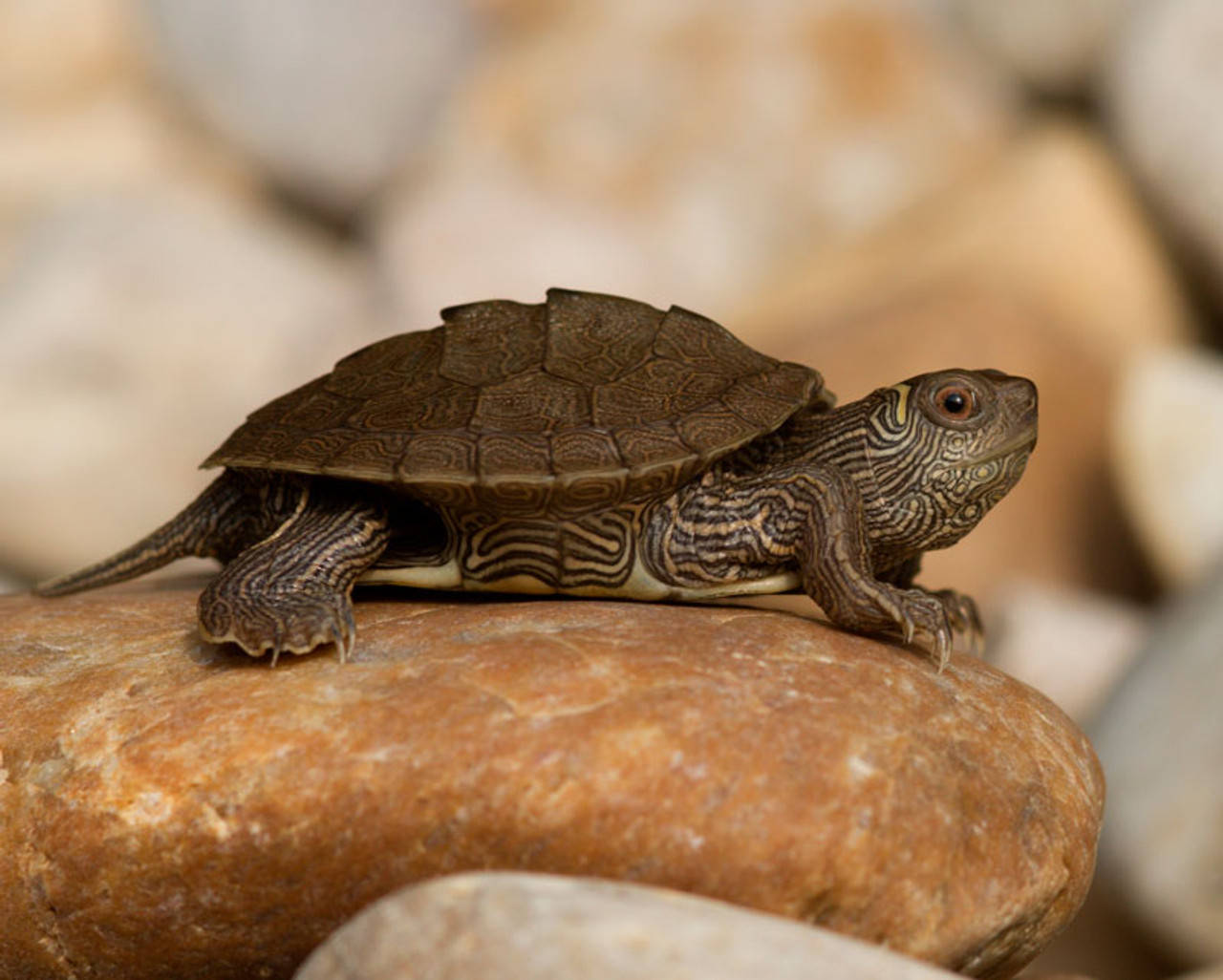 Turtle 桌布 壁紙 — 一隻帶有複雜圖案的小海龜平靜地躺在光滑的陽光岩石上，周圍是模糊的石頭。