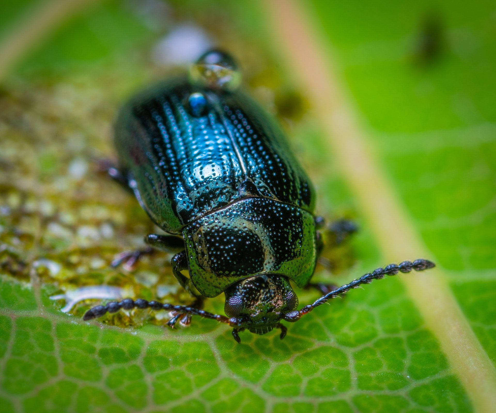 Insect 桌布 壁紙 — 一隻帶有複雜圖案的金屬藍綠色甲蟲的特寫，棲息在一片充滿活力的綠葉上。