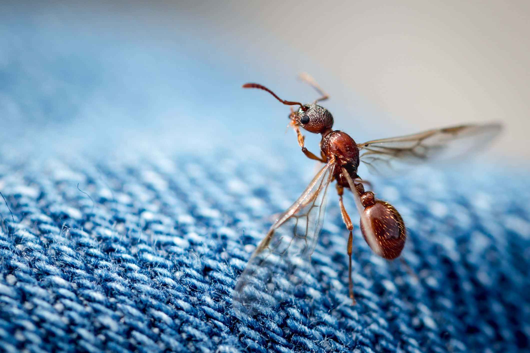 ant 桌布 壁紙 — 一隻帶有透明翅膀的有翅螞蟻在帶有紋理的藍色牛仔布上爬行的特寫照片。
