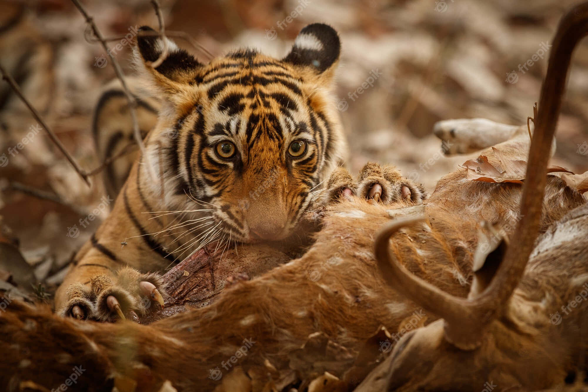 Bengal Tiger 桌布 壁紙 — 一隻帶有醒目橙色條紋的年輕虎崽，在乾燥落葉覆蓋的森林地面上，一邊進食鹿屍，一邊凝視著。