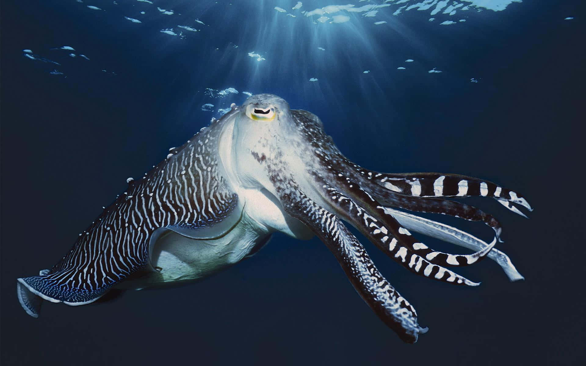 Giant Squid 桌布 壁紙 — 一隻帶有醒目黑白圖案的墨魚優雅地滑過深藍色的海水，陽光從上方照射下來。