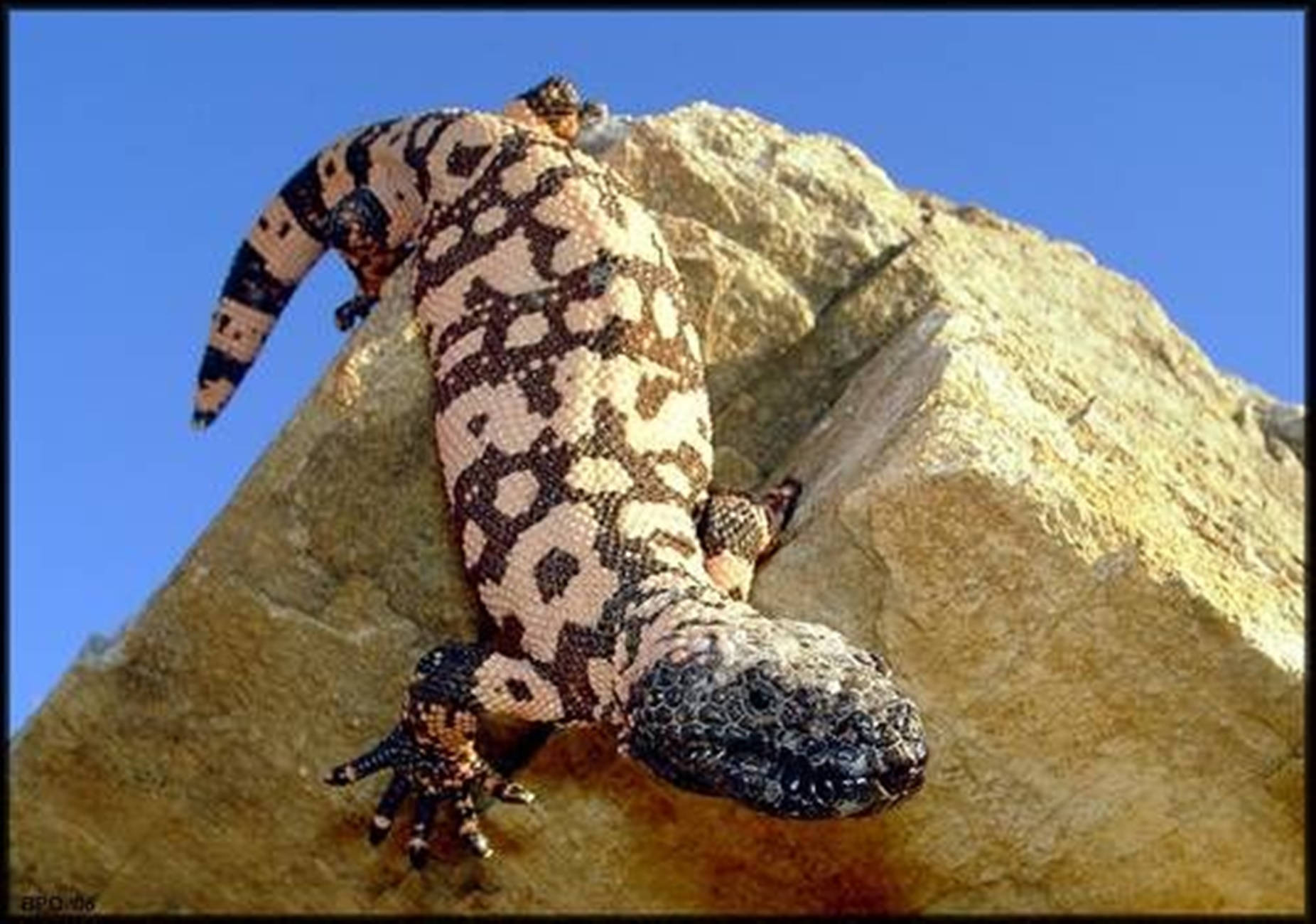 lizard 桌布 壁紙 — 一隻帶有醒目黑色和奶油色圖案的吉拉怪獸，在晴朗的藍天下緊貼在陽光照耀的棕褐色岩石上。