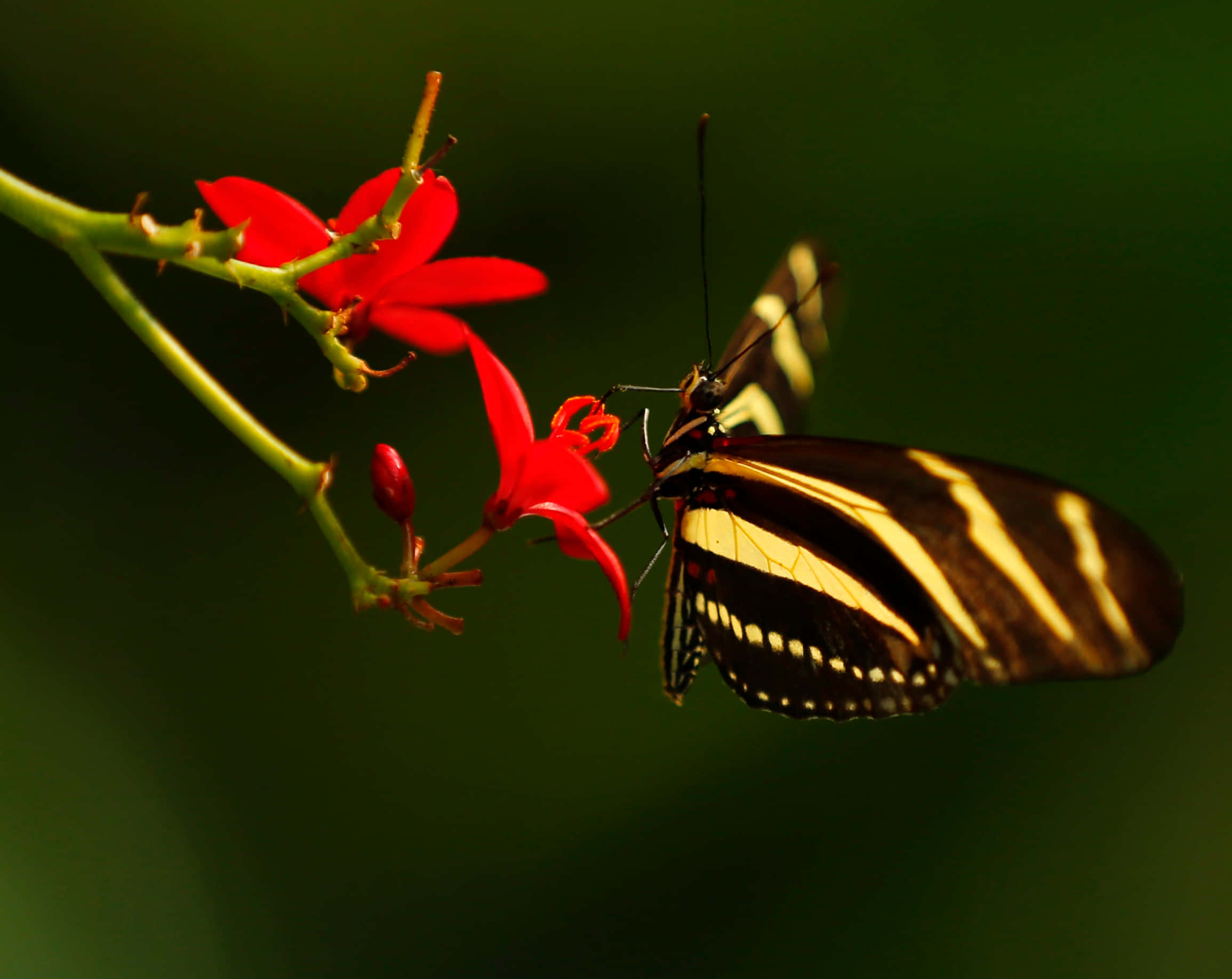 Butterfly Zoo 桌布 壁紙 — 一隻帶有醒目黑色和黃色條紋的斑馬長翅蝴蝶，在柔和的綠色背景下，輕柔地從鮮紅色的花朵中吸取花蜜。