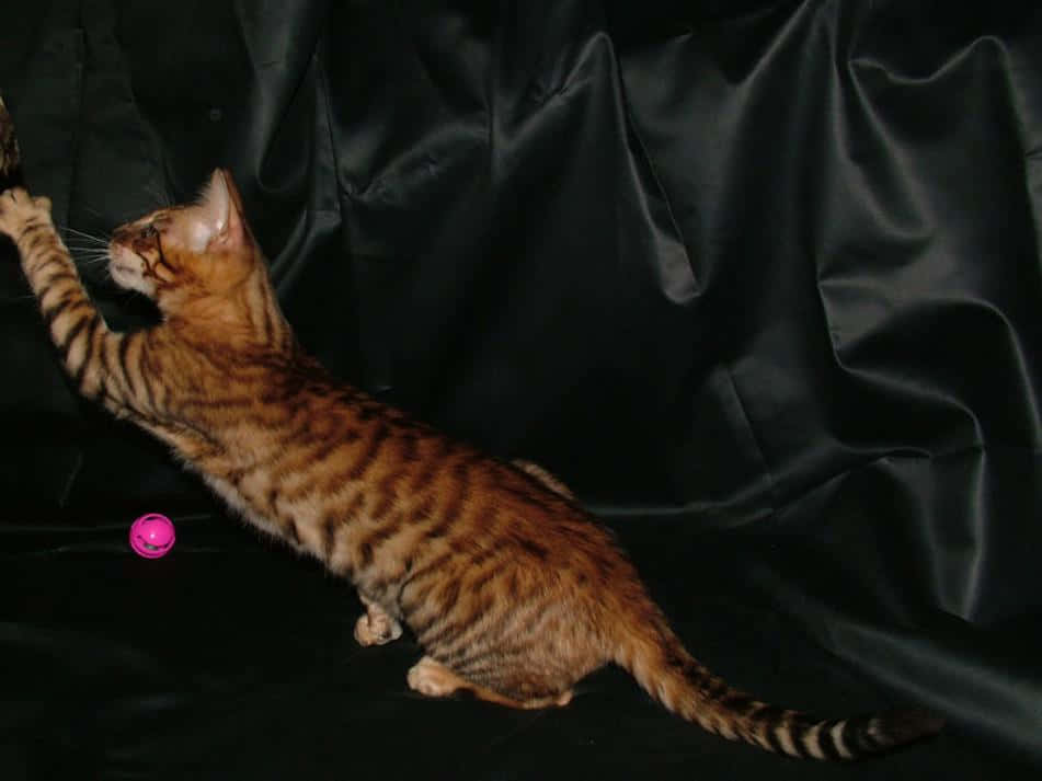 Toyger 桌布 壁紙 — 一隻帶有金棕色斑點的孟加拉貓在黑色緞面背景上向上伸展，伸手去拿畫面外的玩具。