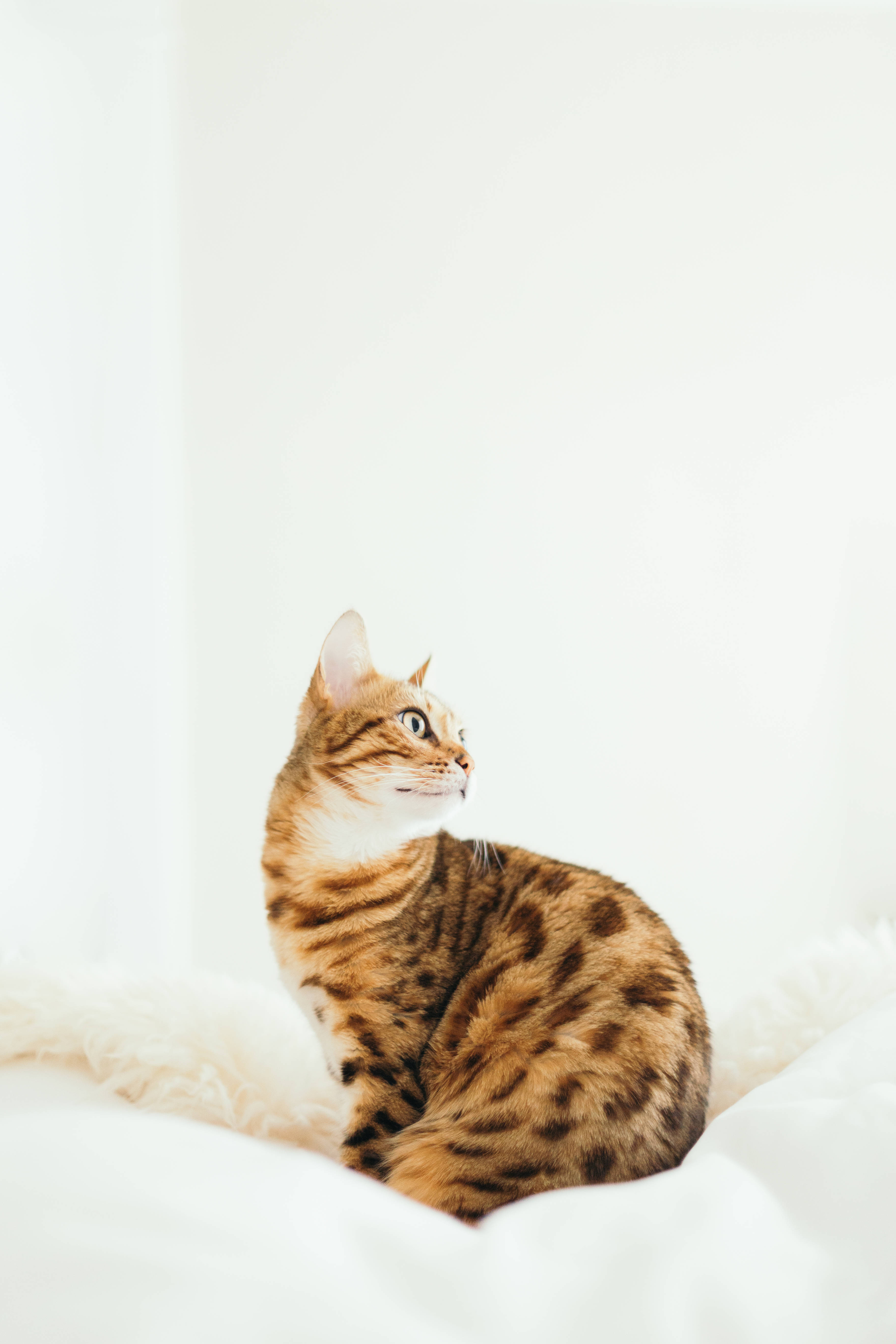 Cute Cat 桌布 壁紙 — 一隻帶有金色斑點的孟加拉貓警覺地坐在蓬鬆的白色毯子上，背景是明亮的白色。