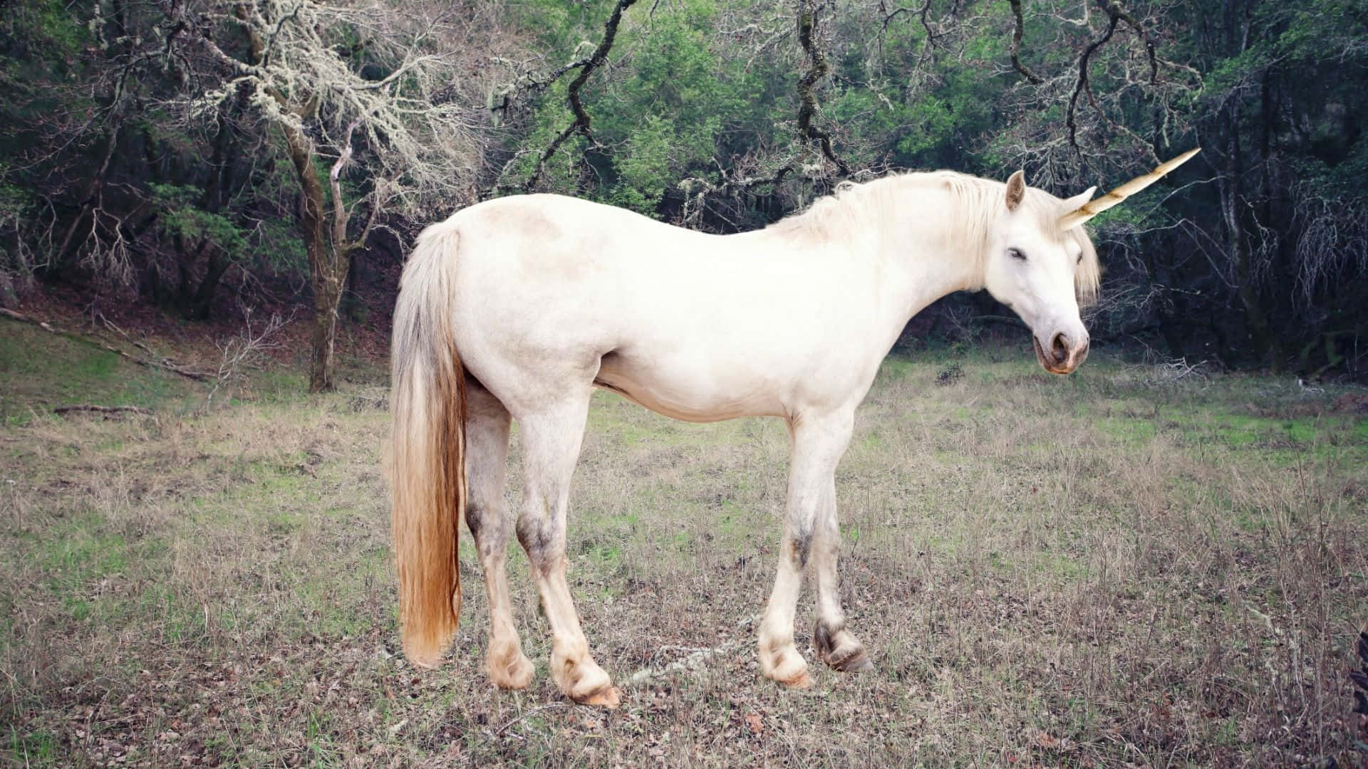 Real Unicorn 桌布 壁紙 — 一隻帶有金色角的白色獨角獸平靜地站在一片被無葉樹木環繞的草地上。