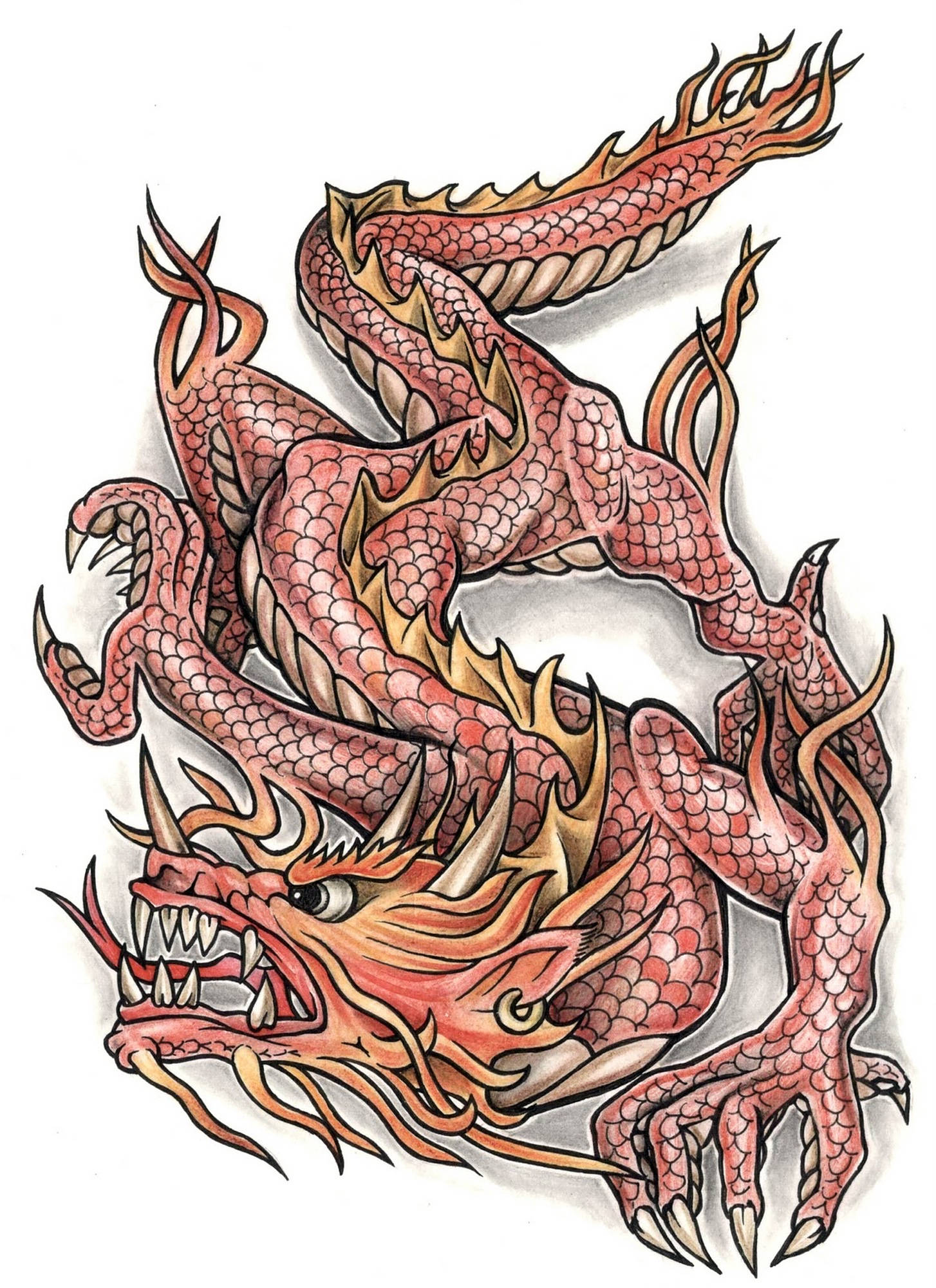 Japanese Dragon Tattoo 桌布 壁紙 — 一隻帶有金色點綴的兇猛紅龍，在純白背景上動態盤繞。