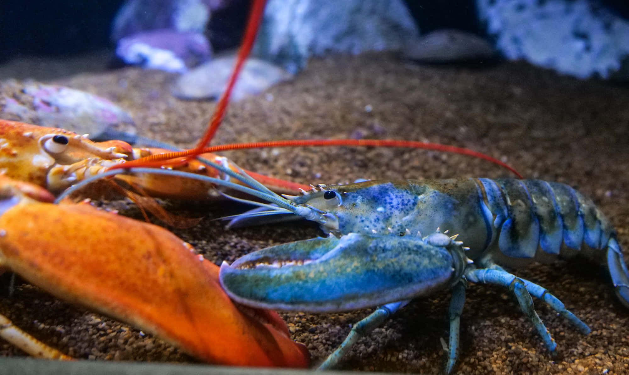 Lobster 桌布 壁紙 — 一隻帶有長觸鬚的鮮藍色龍蝦在沙質海床上休息，旁邊是一隻亮橙色的龍蝦。
