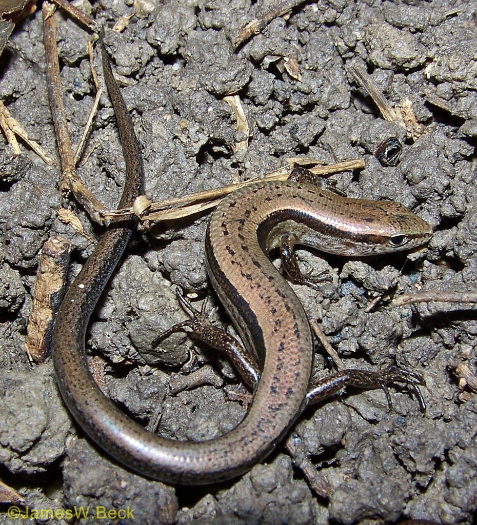 reptile 桌布 壁紙 — 一隻帶有閃亮鱗片圖案的小棕色石龍子蜷縮在潮濕的深色泥土上，周圍有乾燥的樹枝。