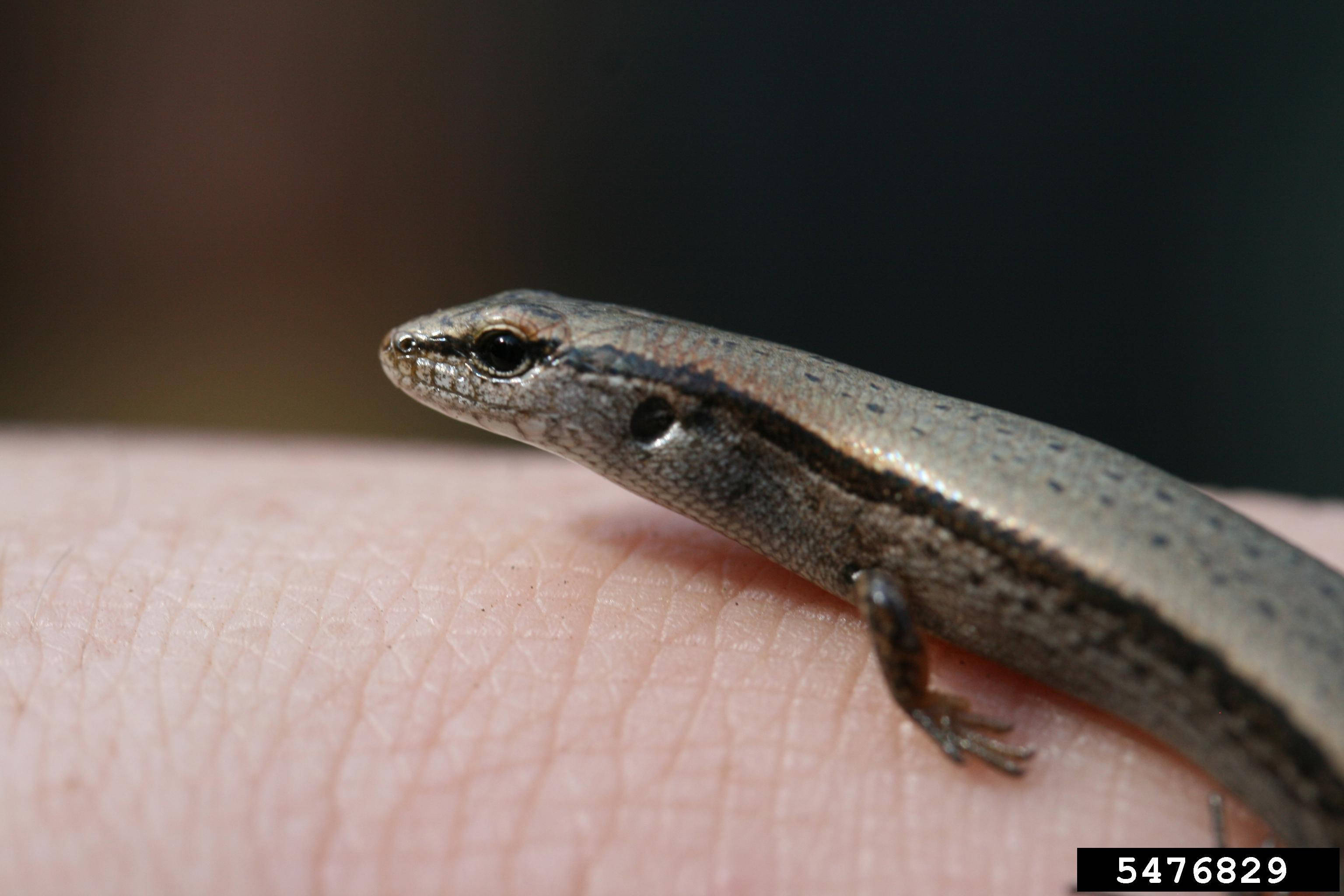 reptile 桌布 壁紙 — 一隻帶有閃亮鱗片的小棕色石龍子，在模糊的深色背景下，平靜地停留在人類的指尖上。