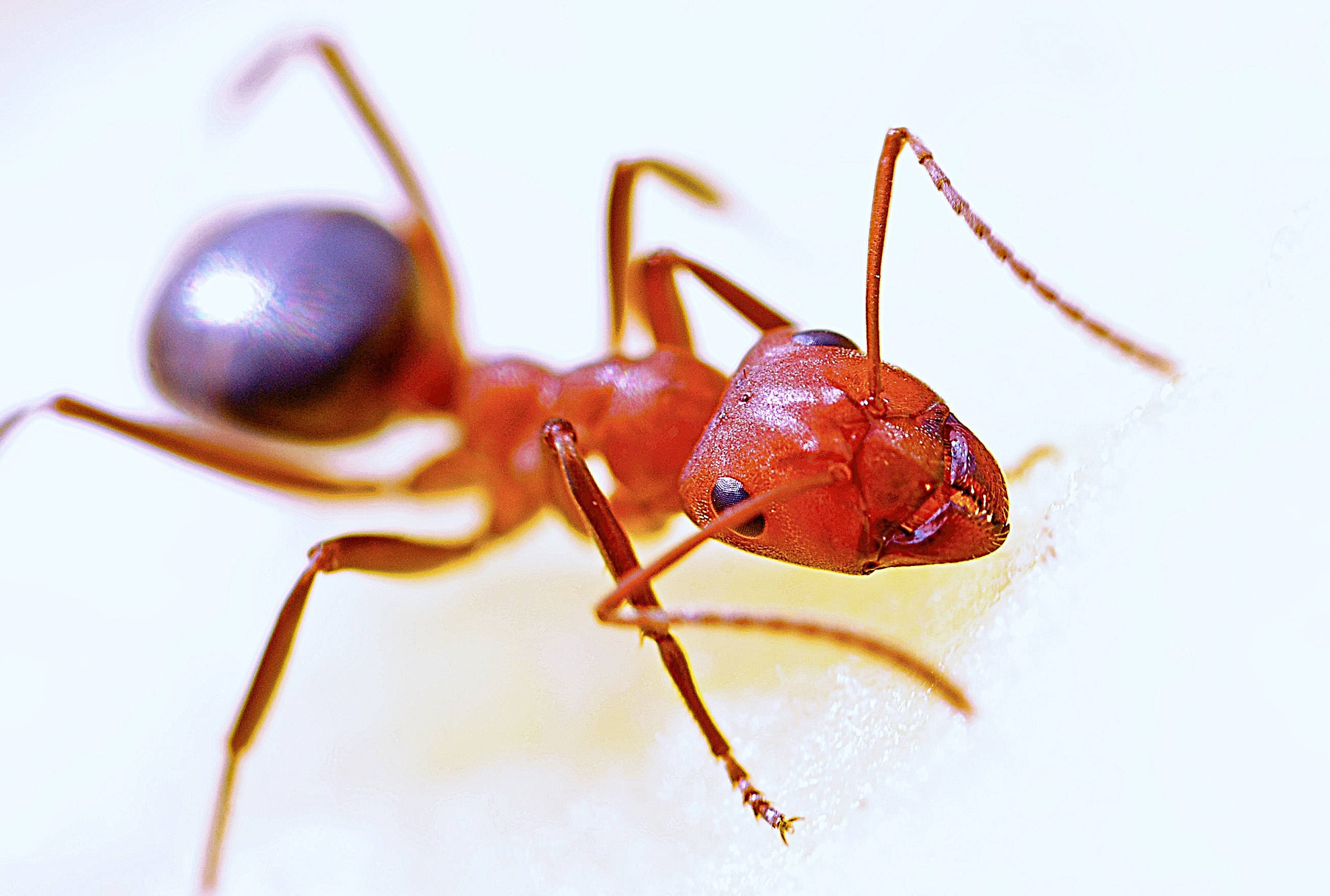 ant 桌布 壁紙 — 一隻帶有閃亮黑色腹部的微紅色螞蟻在白色表面上爬行的特寫照片。