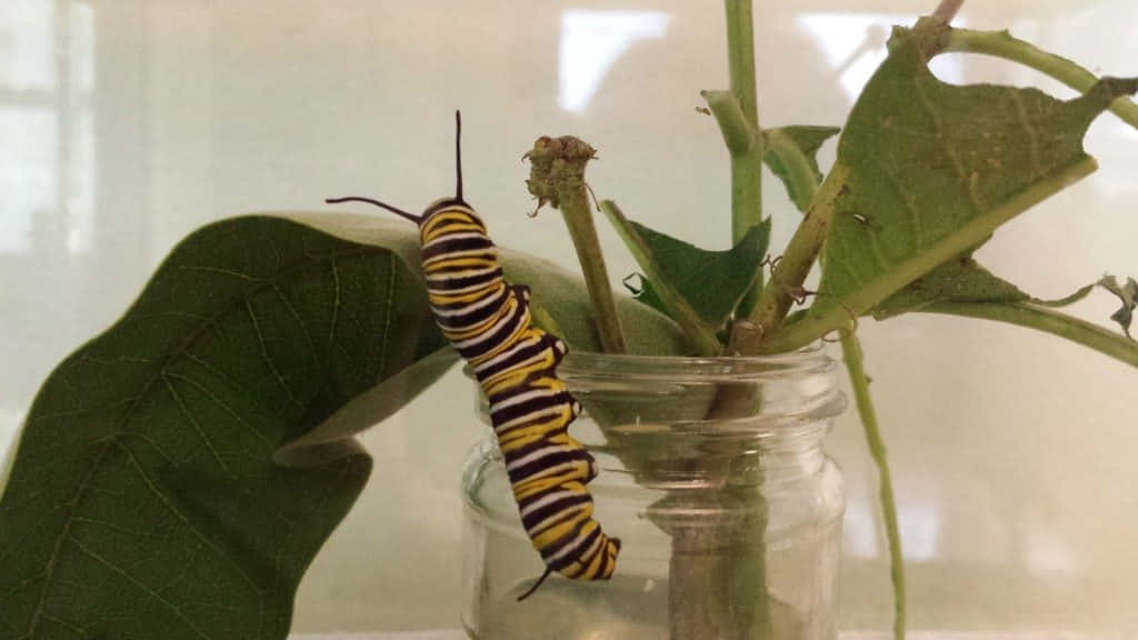Caterpillar Transformation 桌布 壁紙 — 一隻帶有鮮明黃黑條紋的帝王斑蝶幼蟲緊貼在一片綠葉上，旁邊有一個裝有植物莖的玻璃罐。