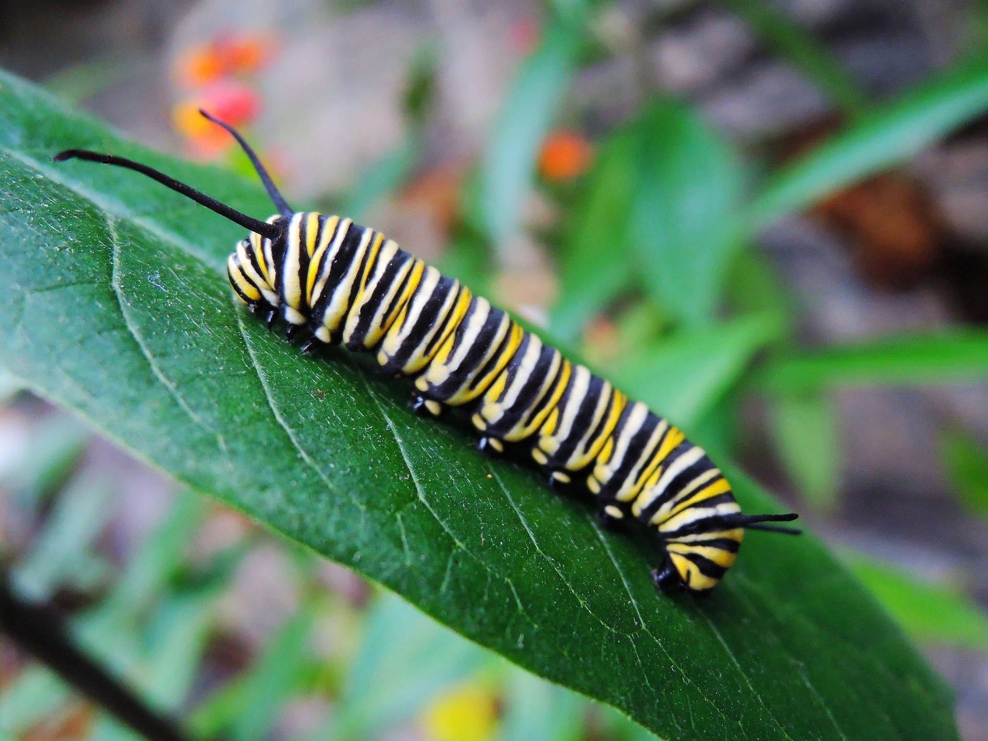 Caterpillar Insect 桌布 壁紙 — 一隻帶有鮮明黑色和黃色條紋的帝王斑蝶毛蟲，在陽光明媚的花園中爬過一片充滿活力的綠葉。