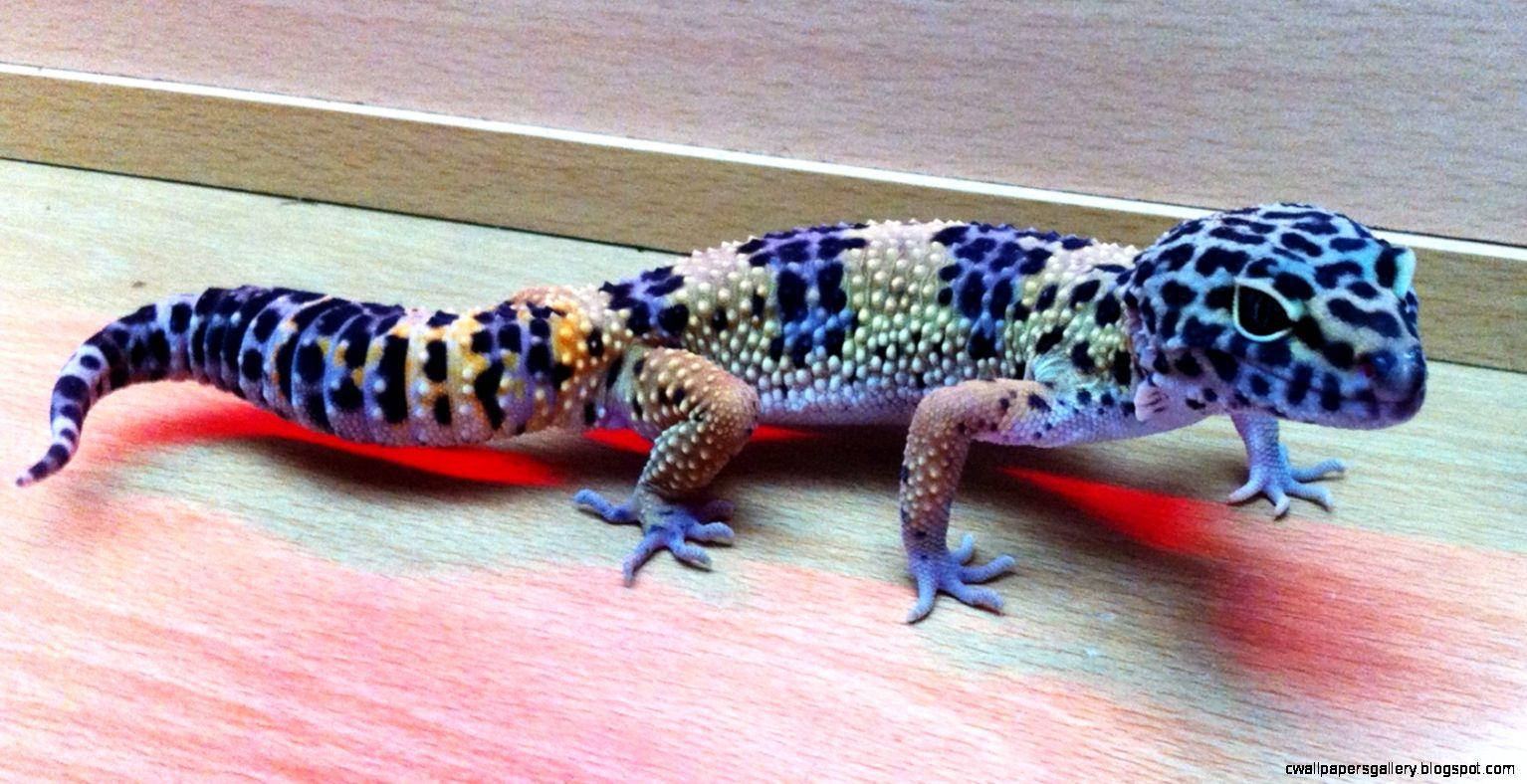 Leopard Gecko 桌布 壁紙 — 一隻帶有鮮豔藍色和黑色斑點圖案的豹紋守宮在紅色燈光下休息在木質表面上。