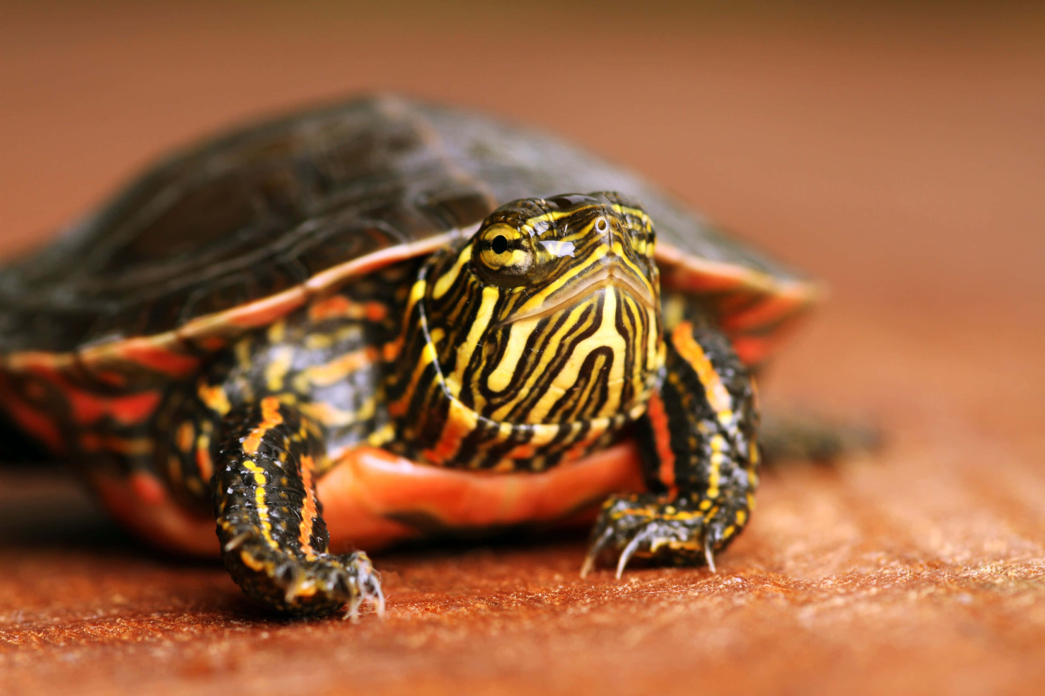 Turtle 桌布 壁紙 — 一隻帶有鮮黃色條紋和橙色腹甲的錦龜，在暖色調木質表面上休息的特寫照片。