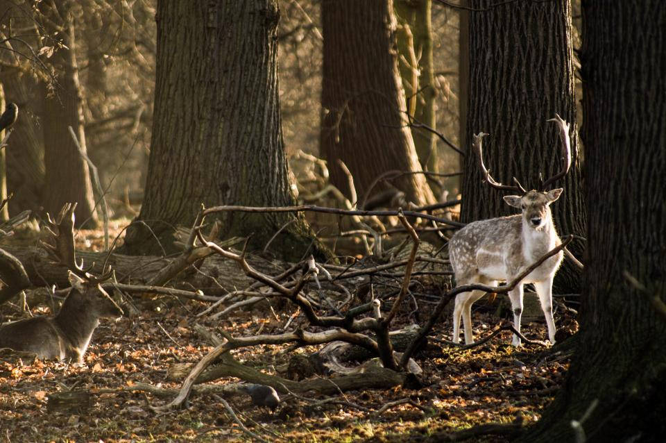 Deer Hunting 桌布 壁紙 — 一隻帶有鹿角的雄偉鹿在陽光明媚的秋林中，在落下的樹枝和高聳的樹木間警覺地站立。