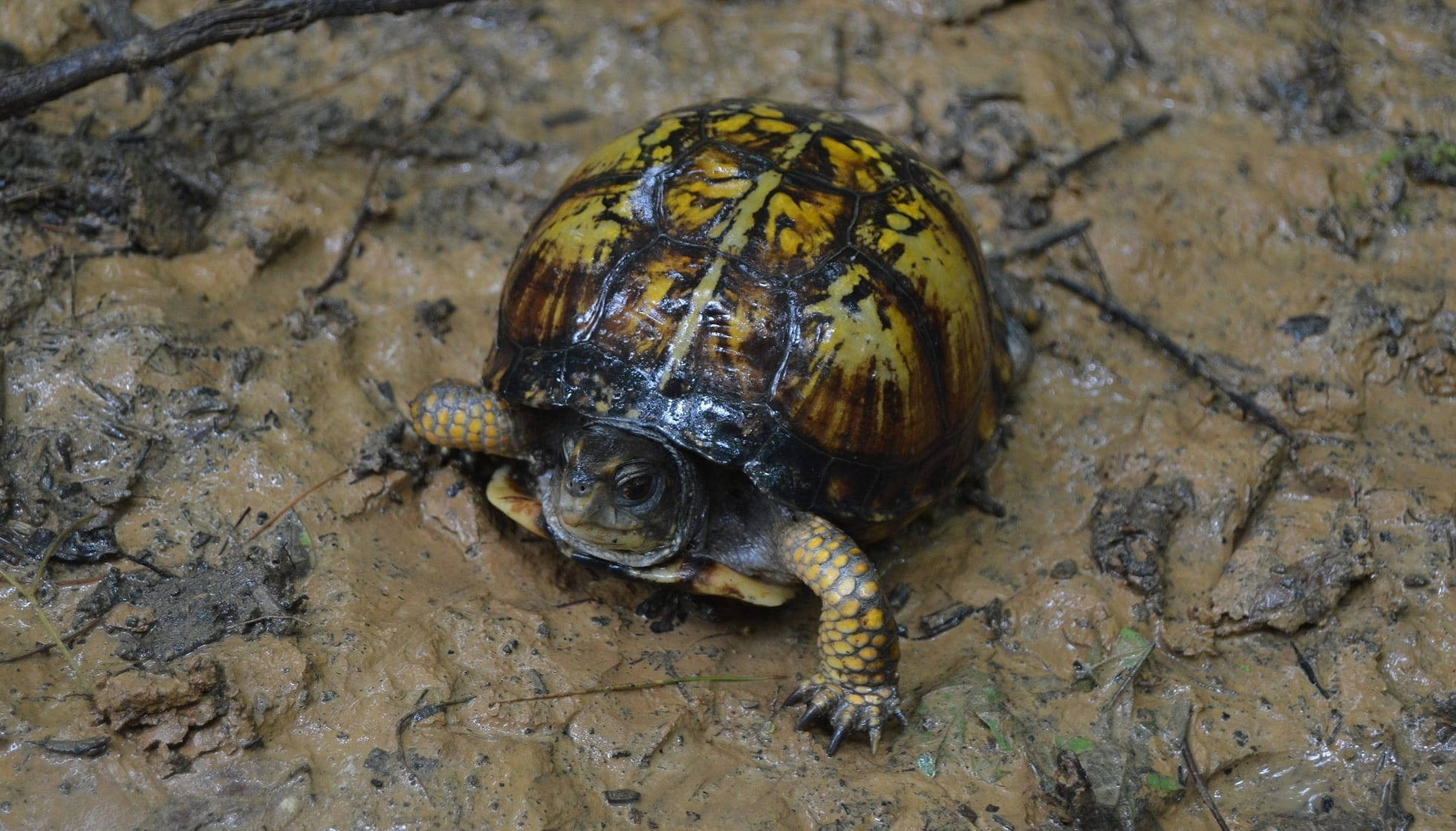 tortoise 桌布 壁紙 — 一隻帶有黃色和棕色圖案龜殼的箱龜，爬過潮濕泥濘、散落著樹枝的地形。