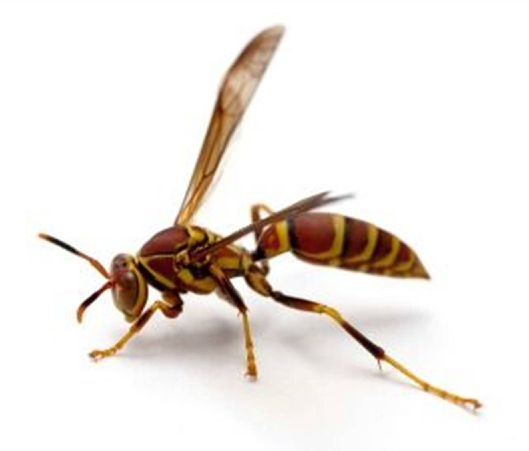 wasp 桌布 壁紙 — 一隻帶有黃色和棕色條紋的黃蜂在純白色背景上盤旋的特寫照片。