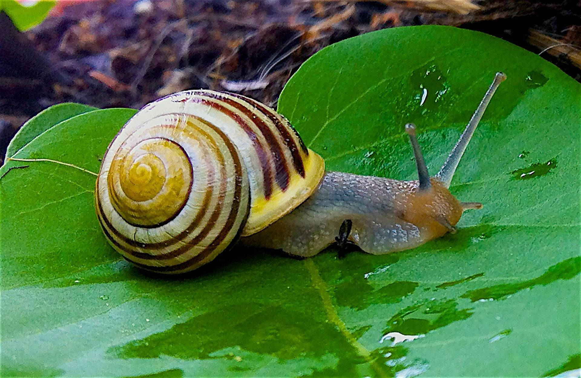 動物 桌布 壁紙 — 一隻帶有黃色和棕色殼的條紋蝸牛在森林環境中緩慢爬過帶露水的綠葉。