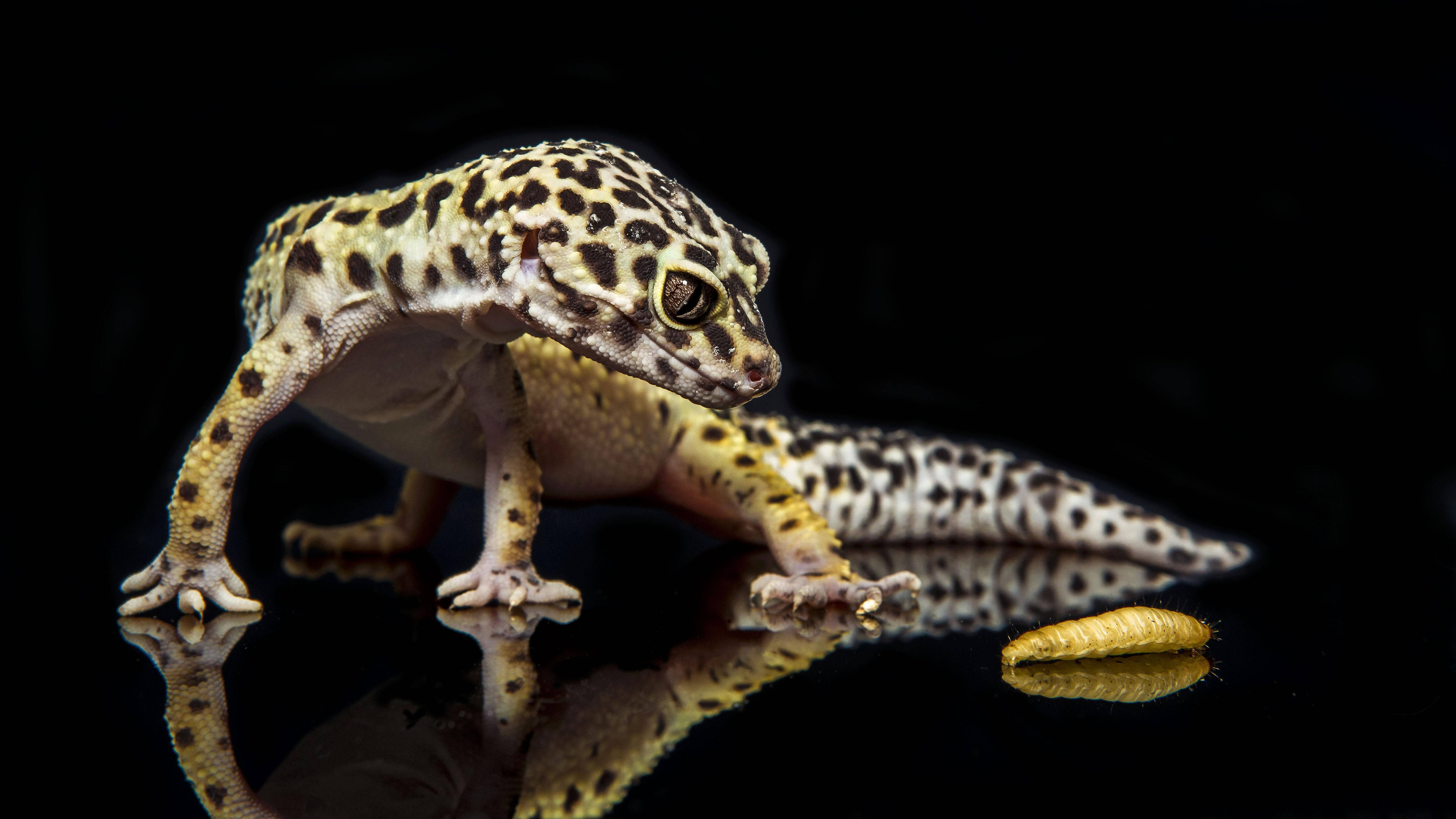 Leopard Gecko 桌布 壁紙 — 一隻帶有黃色和黑色斑點皮膚的豹紋守宮，在反光的黑色表面上靠近麵包蟲擺好姿勢。