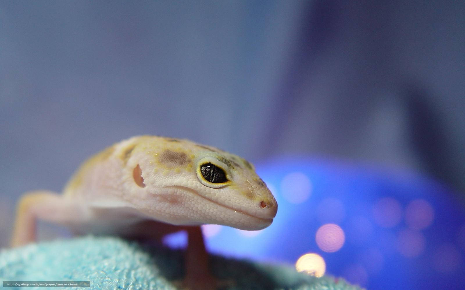 Leopard Gecko 桌布 壁紙 — 一隻帶有黃色斑點的淺色壁虎近距離特寫，棲息在藍綠色毛巾上，背景是模糊的藍色。