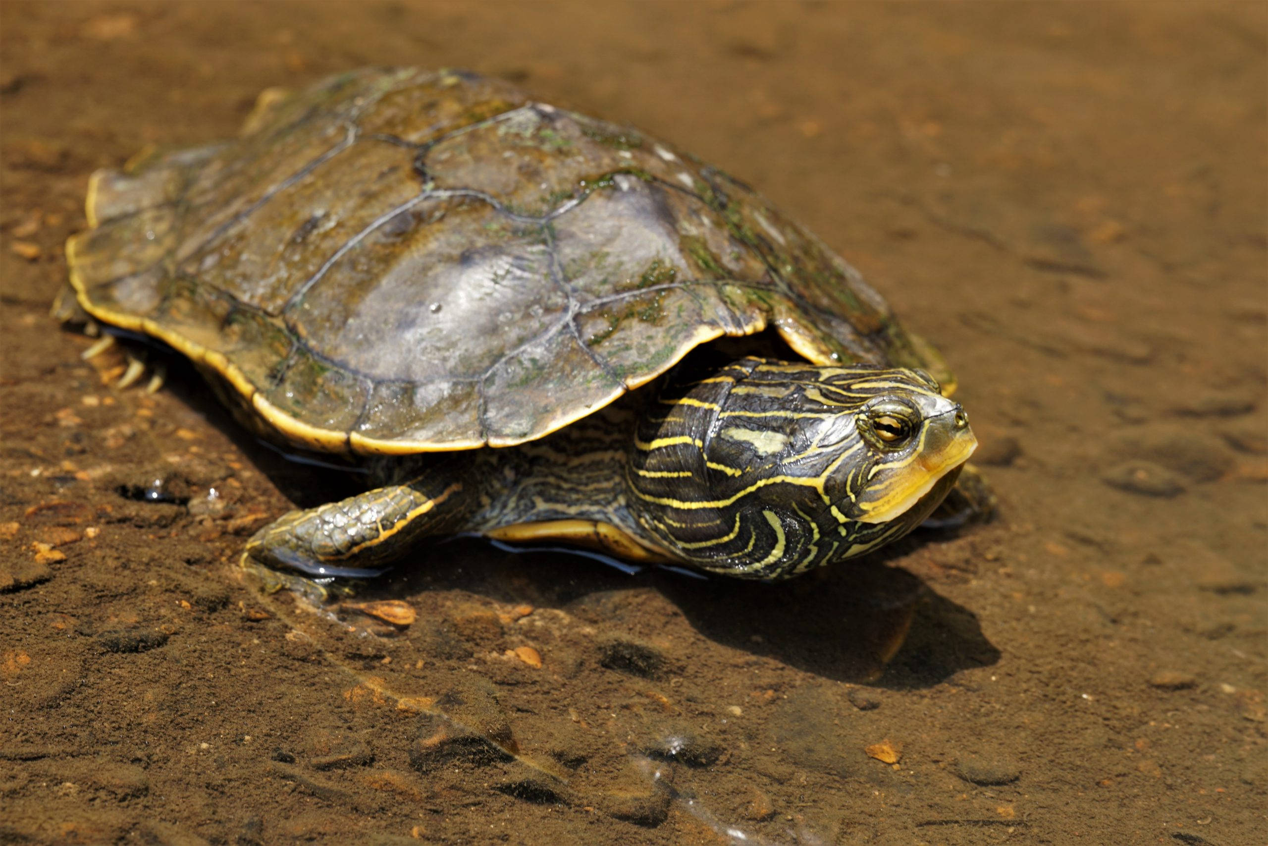reptiles 桌布 壁紙 — 一隻帶有黃色條紋的錦龜在淺泥水中休息，享受明亮的陽光。