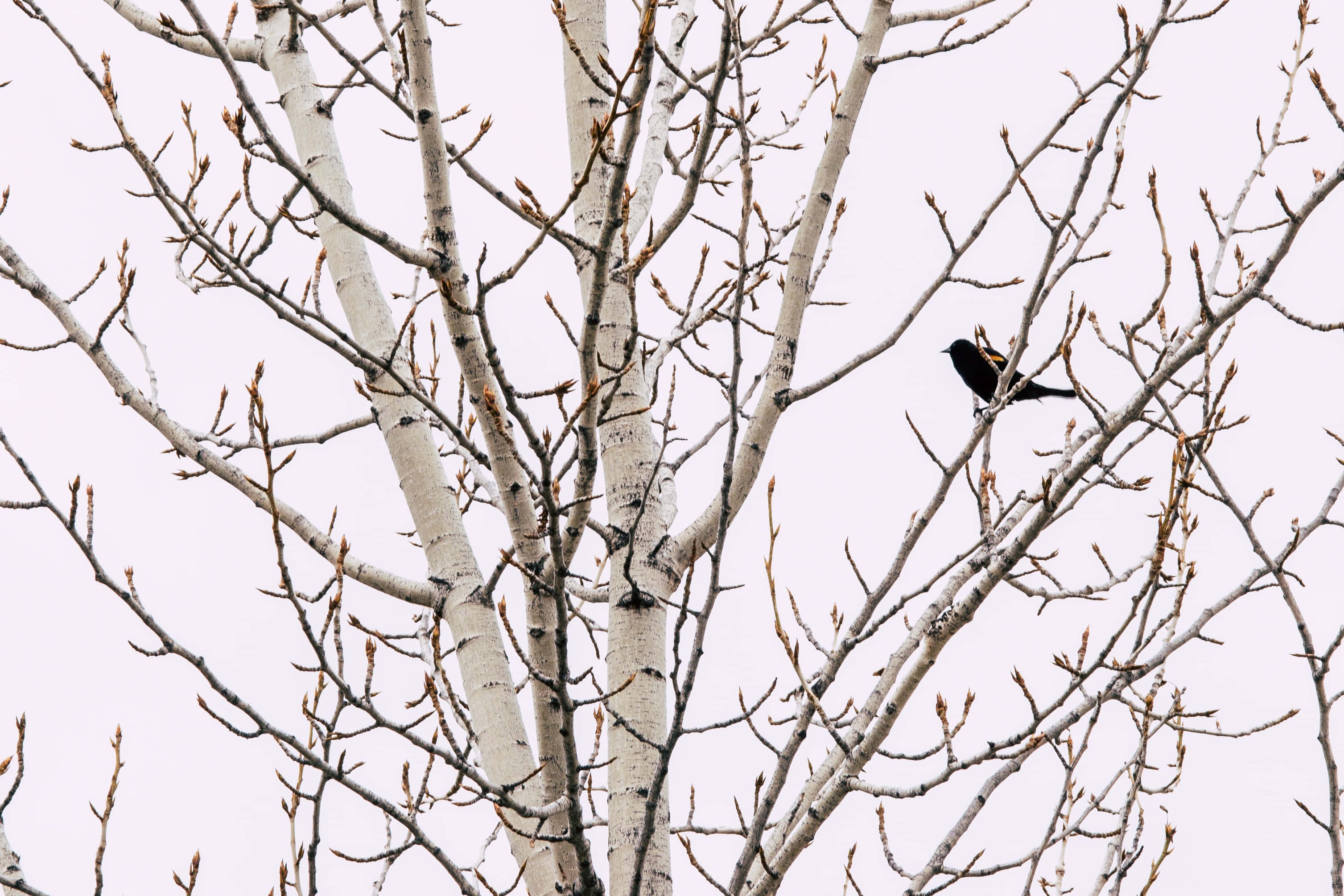 sparrow 桌布 壁紙 — 一隻帶有黃色翼斑的黑色鳥兒棲息在光禿禿的白樺樹枝上，背景是蒼白的天空。