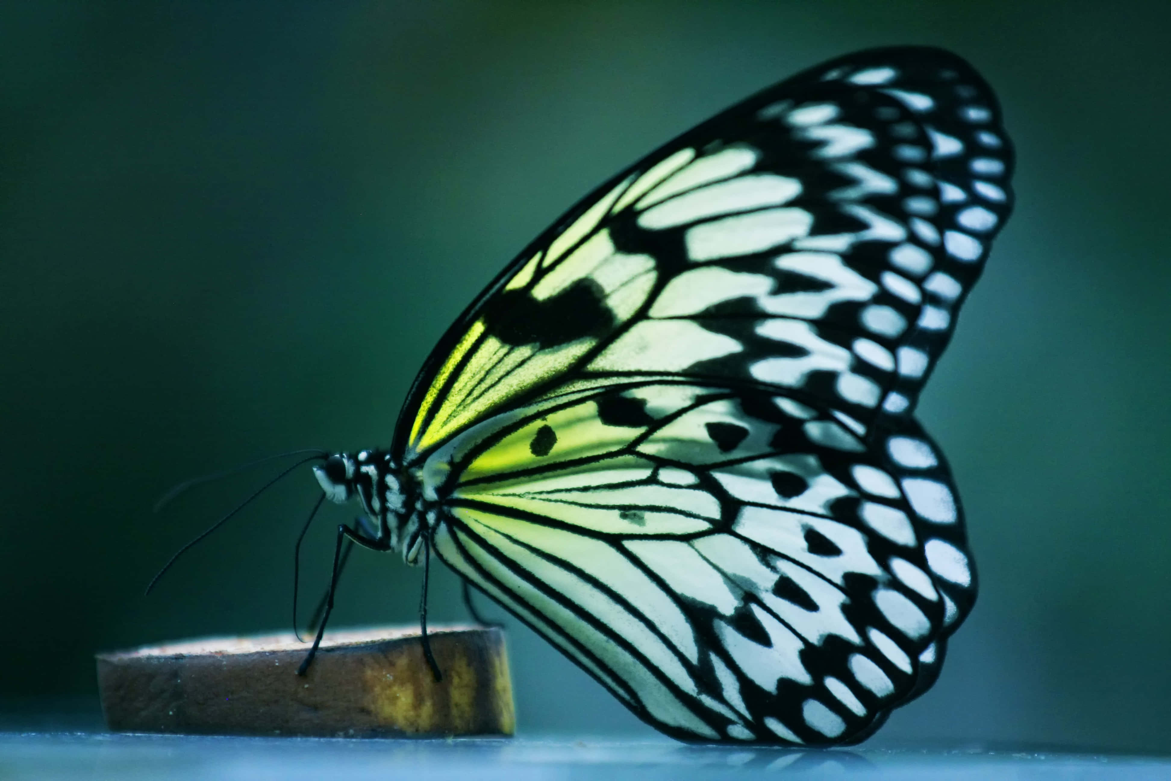Butterfly Profile 桌布 壁紙 — 一隻帶有黃色點綴的黑白蝴蝶，在模糊的綠色背景下，輕柔地停歇在木塊上。
