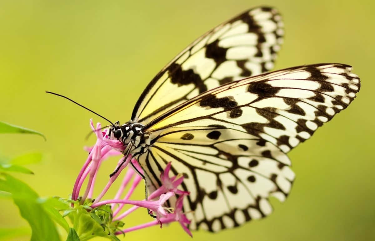 Butterfly Photography 桌布 壁紙 — 一隻帶有黃色點綴的黑白蝴蝶，輕輕停在一簇鮮豔的粉紅色花朵上，背景是柔和的綠色。