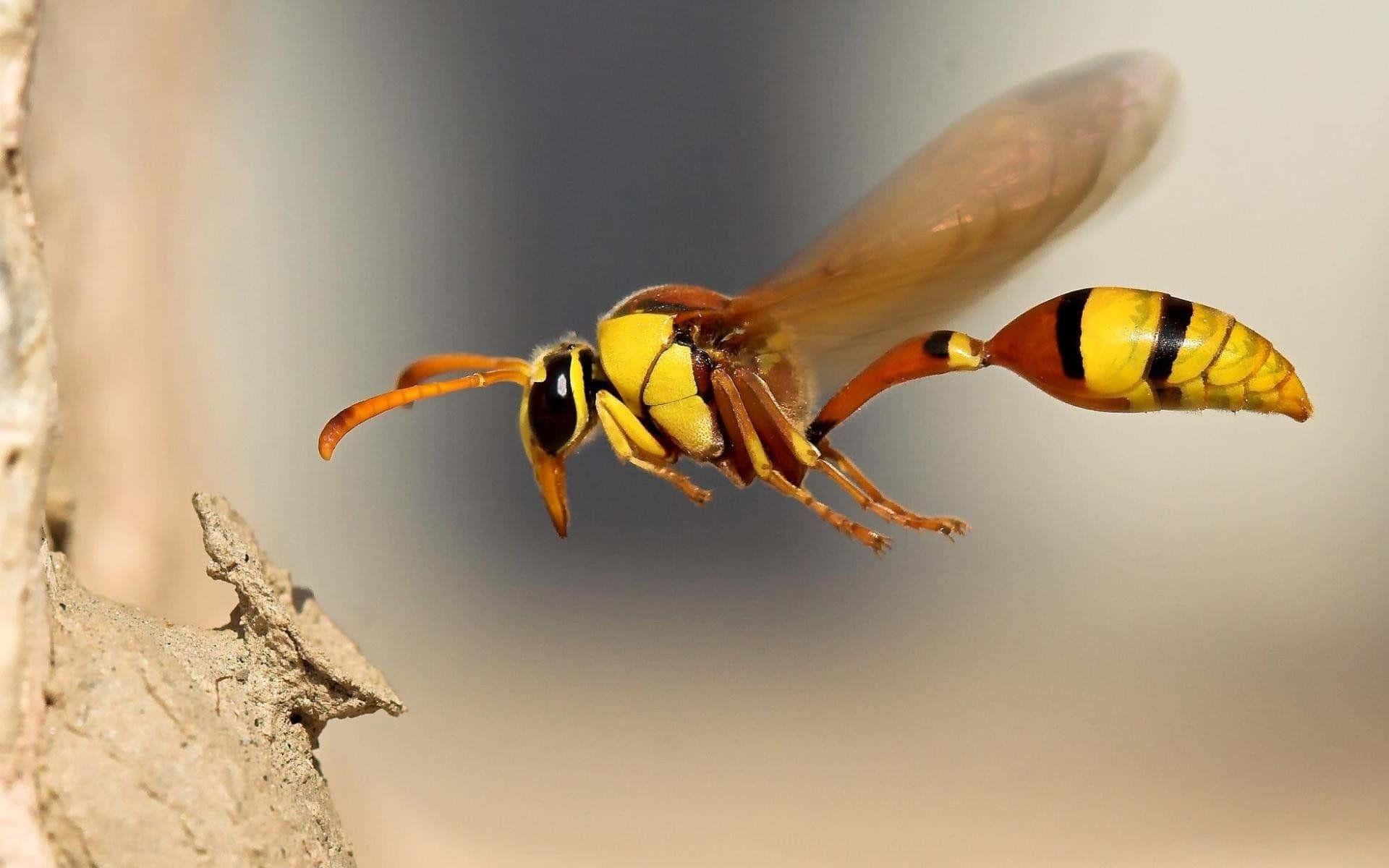 Insects 桌布 壁紙 — 一隻帶有黃黑條紋的黃蜂在柔和自然光下靠近粗糙樹皮盤旋。