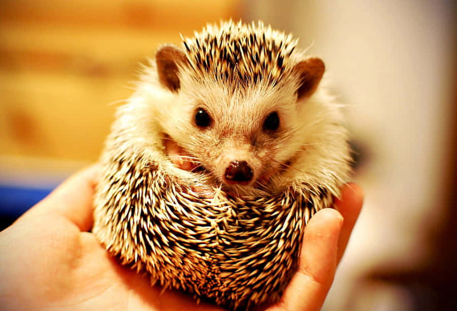 Cute Hedgehog 桌布 壁紙 — 一隻帶有黑白刺的小刺蝟在溫暖的金色燈光下，在一個人捧著的手中蜷縮成一個球。