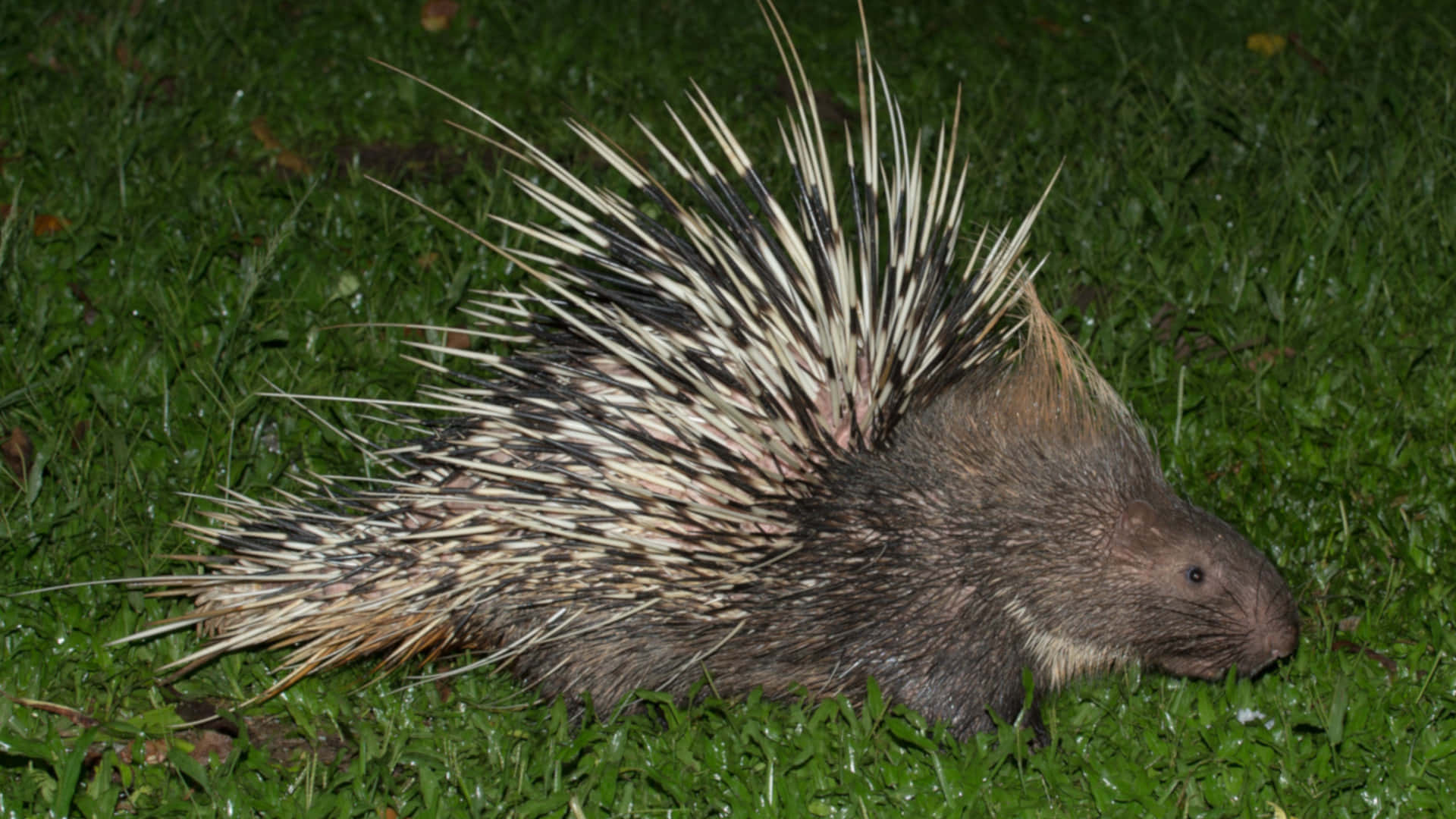 Porcupine 桌布 壁紙 — 一隻帶有黑白刺的豪豬在夜間燈光下於深綠色草地上覓食。