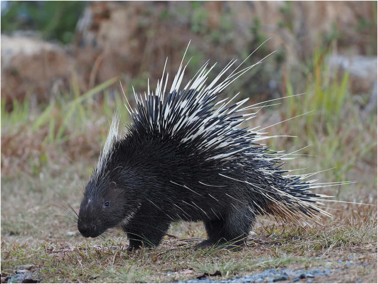 Porcupine 桌布 壁紙 — 一隻帶有黑白刺的豪豬在岩石附近的乾草中覓食。