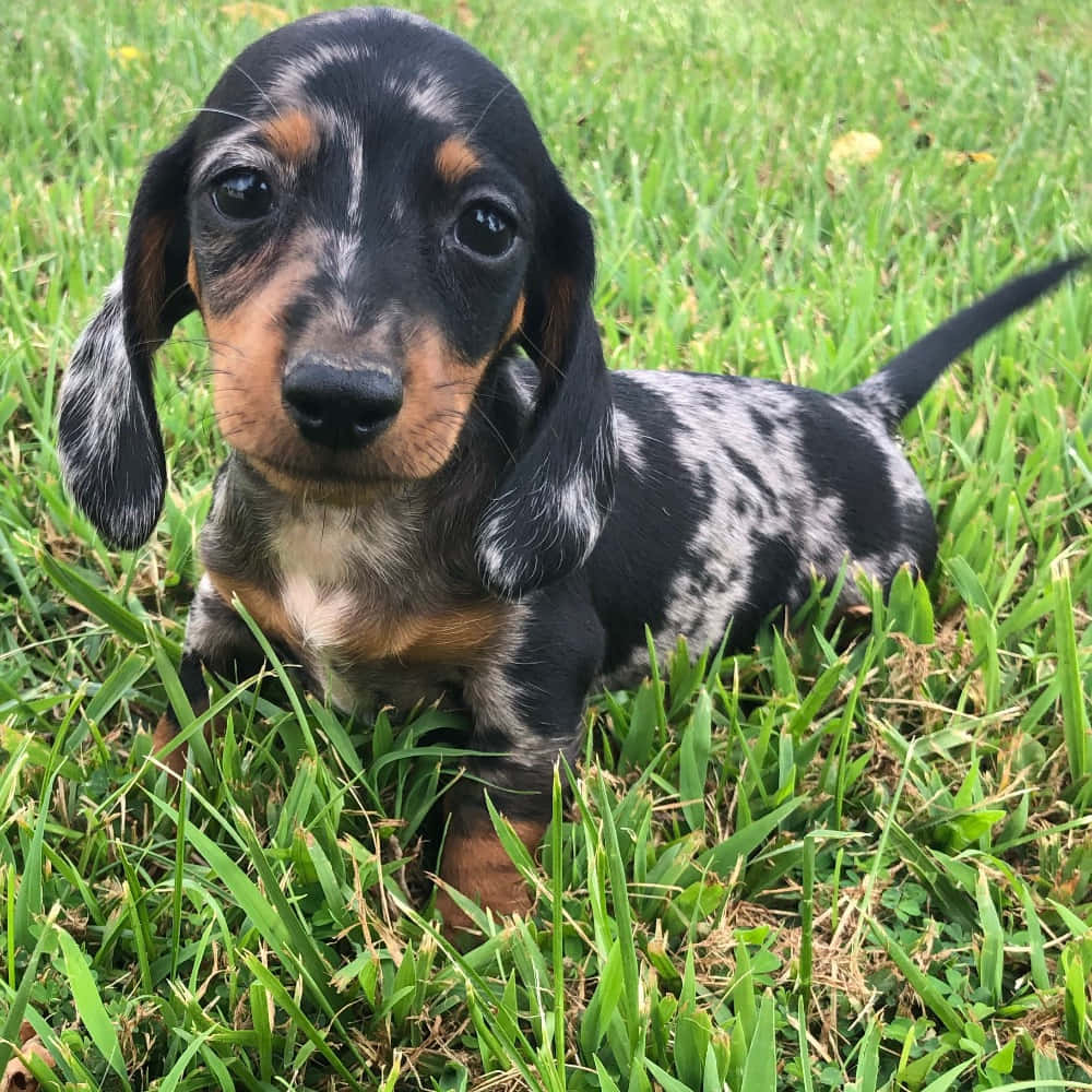 Dachshund Puppy 桌布 壁紙 — 一隻帶有黑色、棕褐色和白色毛髮的斑點臘腸犬幼犬，專注地坐在充滿活力的綠色草地上。