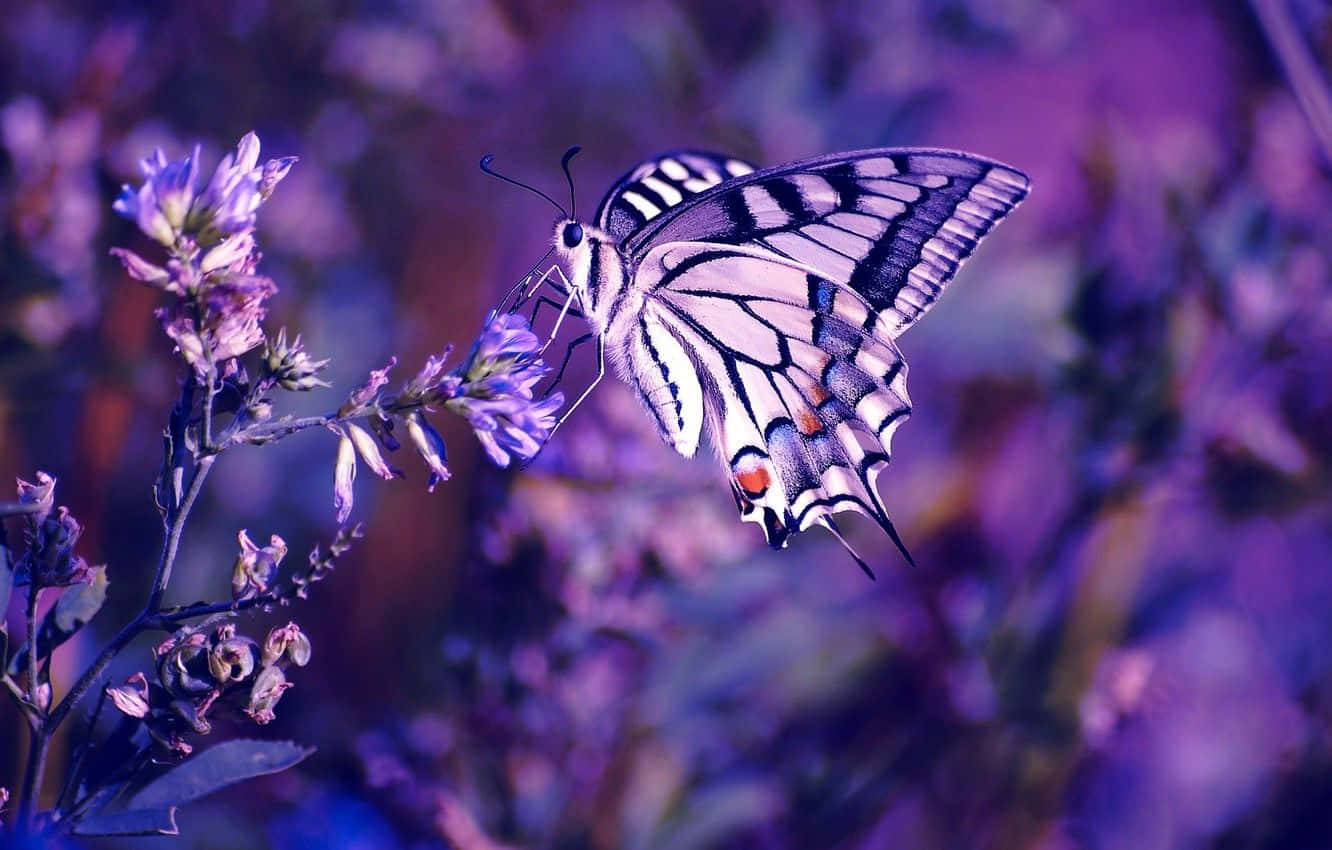 Butterfly Photography 桌布 壁紙 — 一隻帶有黑色、白色和橙色斑紋的燕尾蝶，優雅地棲息在一簇紫色花朵上，背景是夢幻般模糊的紫色。