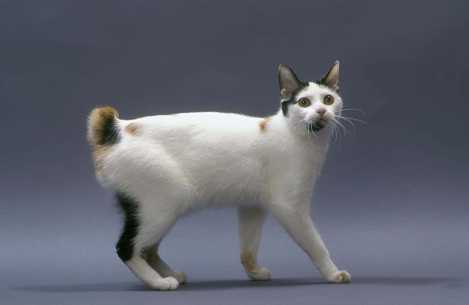 Japanese Bobtail 桌布 壁紙 — 一隻帶有黑色和棕褐色斑塊的白貓，在純灰色工作室背景前警覺地站立。