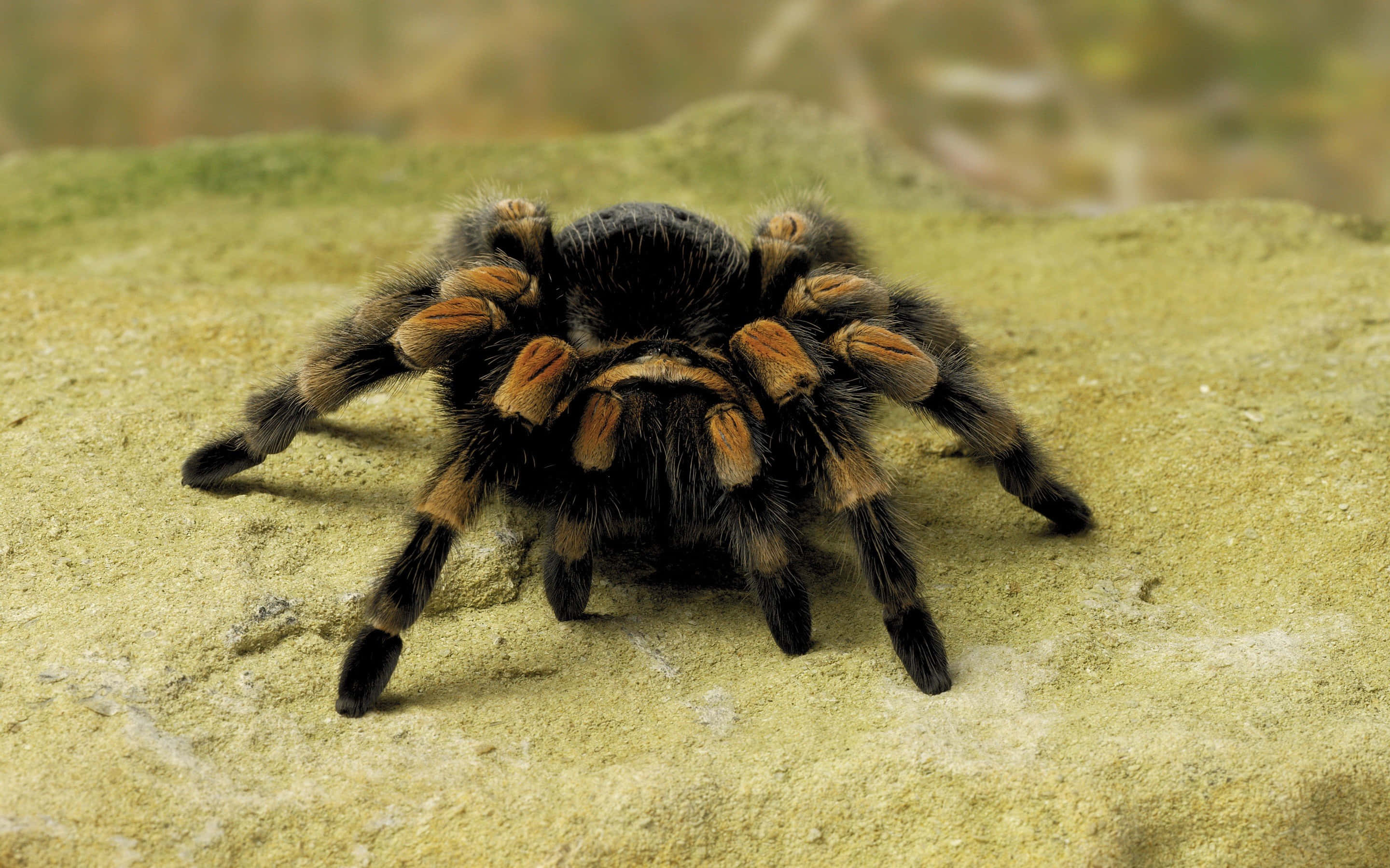 Spider 桌布 壁紙 — 一隻帶有黑色和橙色斑紋的大型毛茸茸狼蛛，站立在紋理粗糙的黃色岩石表面上。