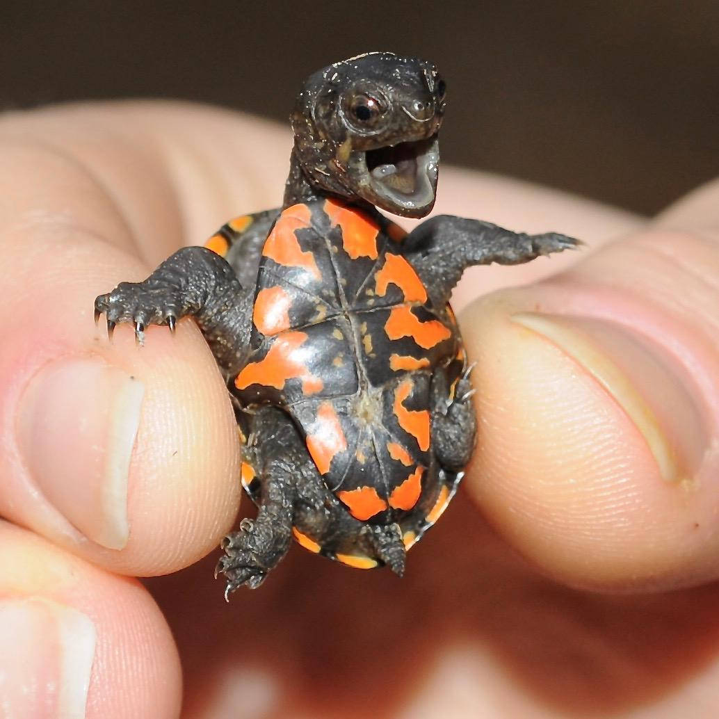 Turtle 桌布 壁紙 — 一隻帶有黑色和橙色龜殼的小烏龜棲息在手指上，驚訝地張開嘴巴。