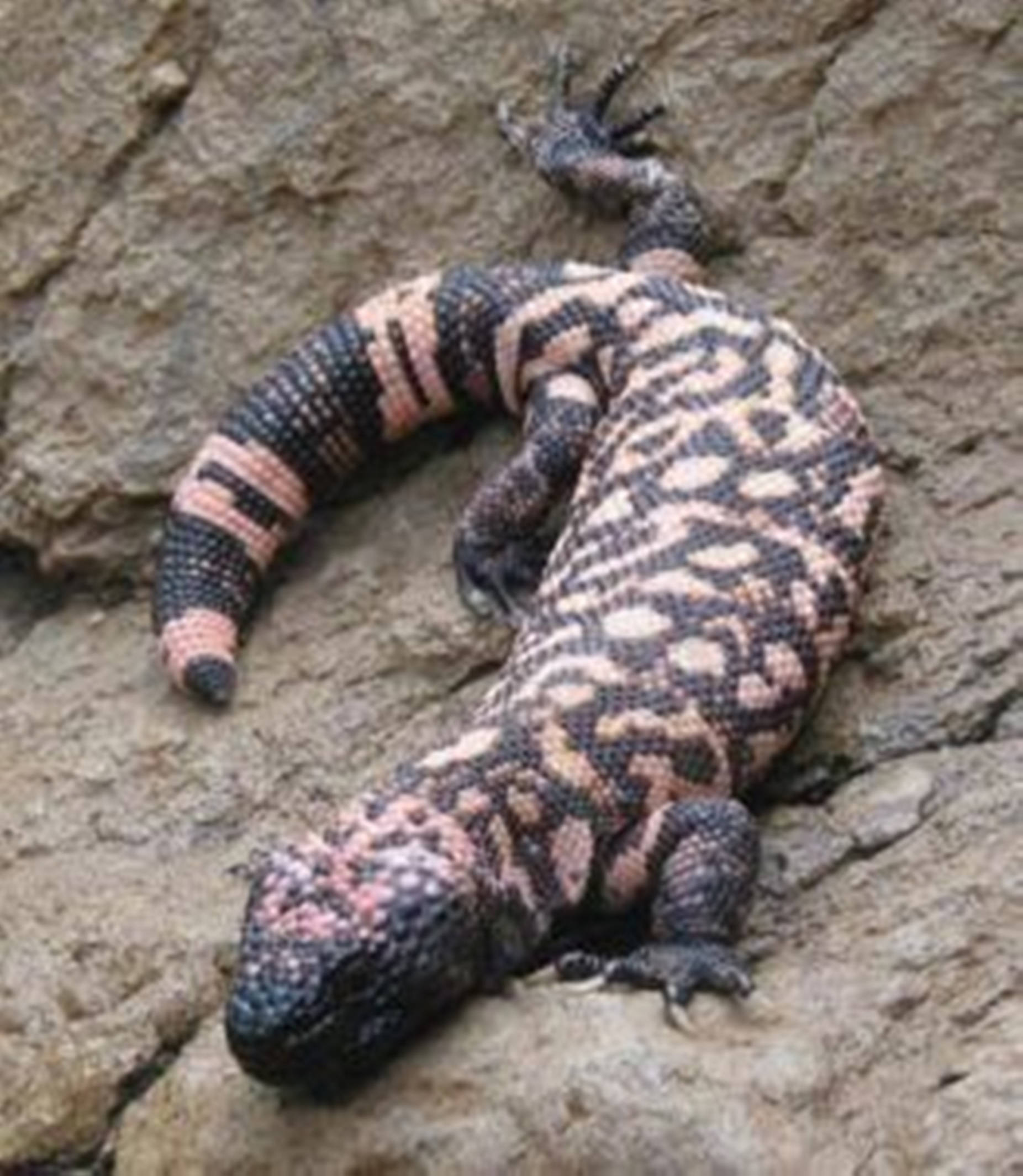 reptile 桌布 壁紙 — 一隻帶有黑色和粉橙色條紋的吉拉毒蜥，在粗糙有紋理的岩石表面上休息。