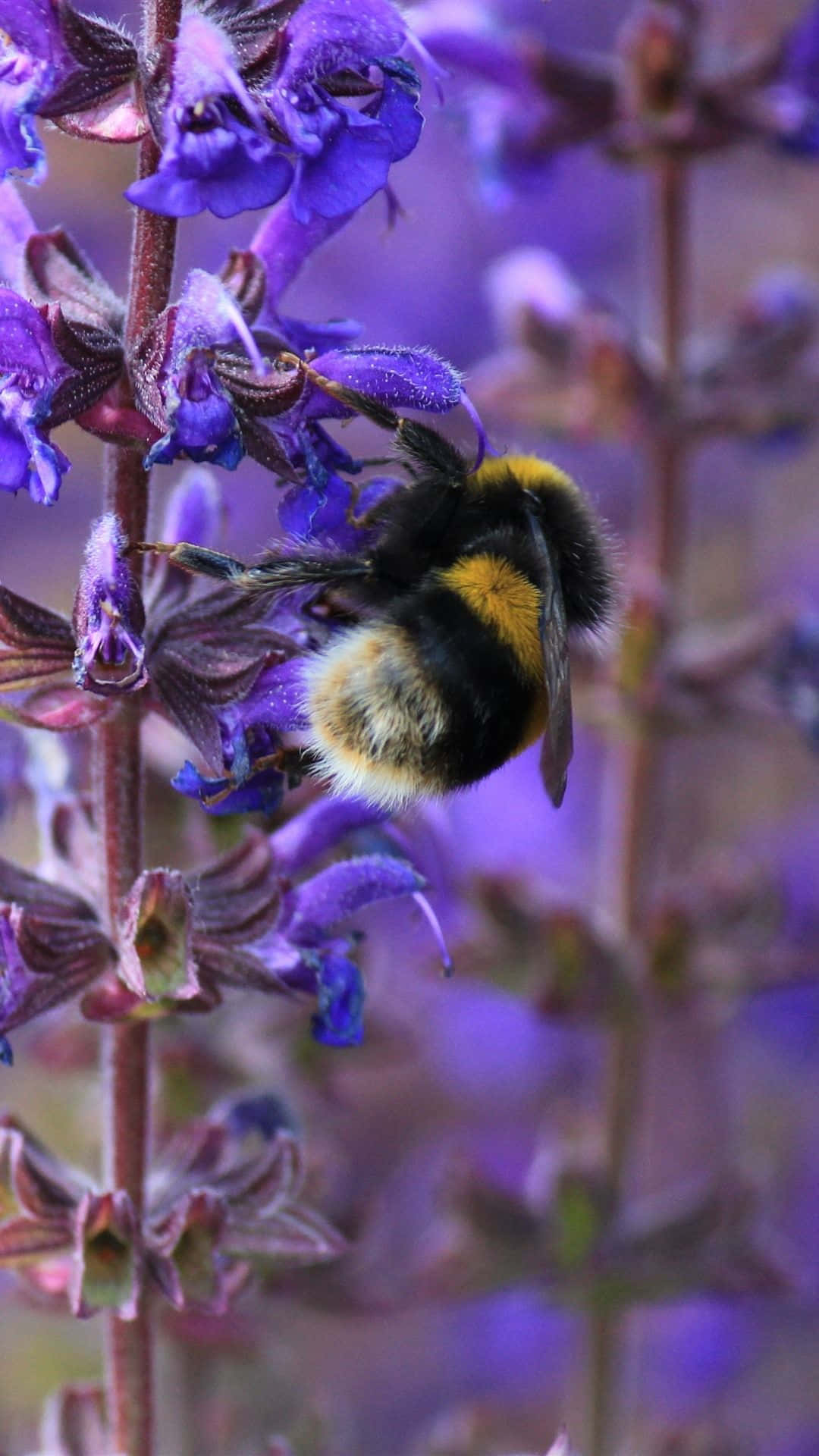 bees 桌布 壁紙 — 一隻帶有黑色和黃色條紋的毛茸茸大黃蜂在柔和焦點下從鮮豔的紫色鼠尾草花中採集花蜜。